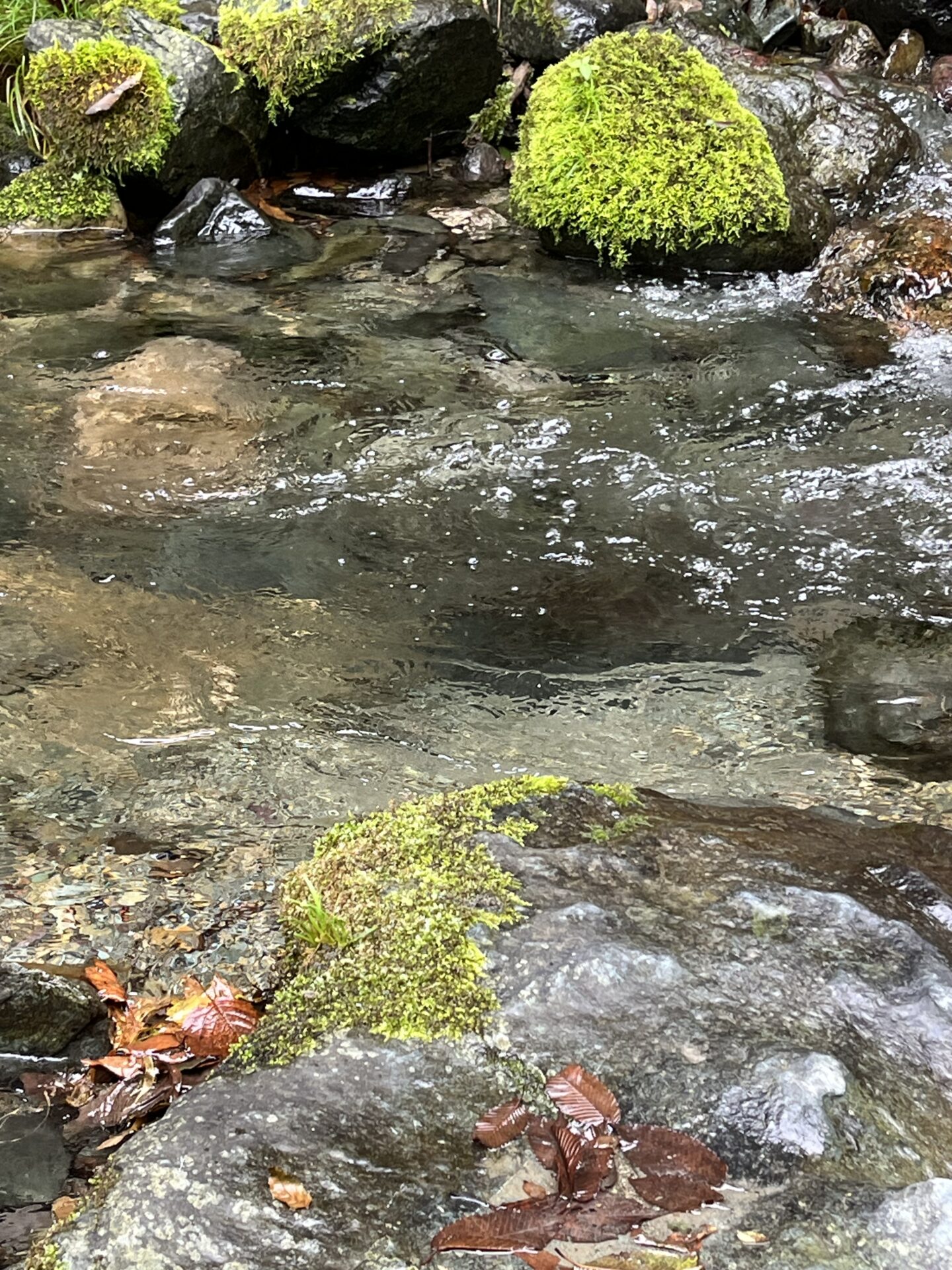 【山女魚の隠れ家。岩魚の隠れ家。】赤久縄2025.10.15（1）
ニジマス
9:47
ポイント
