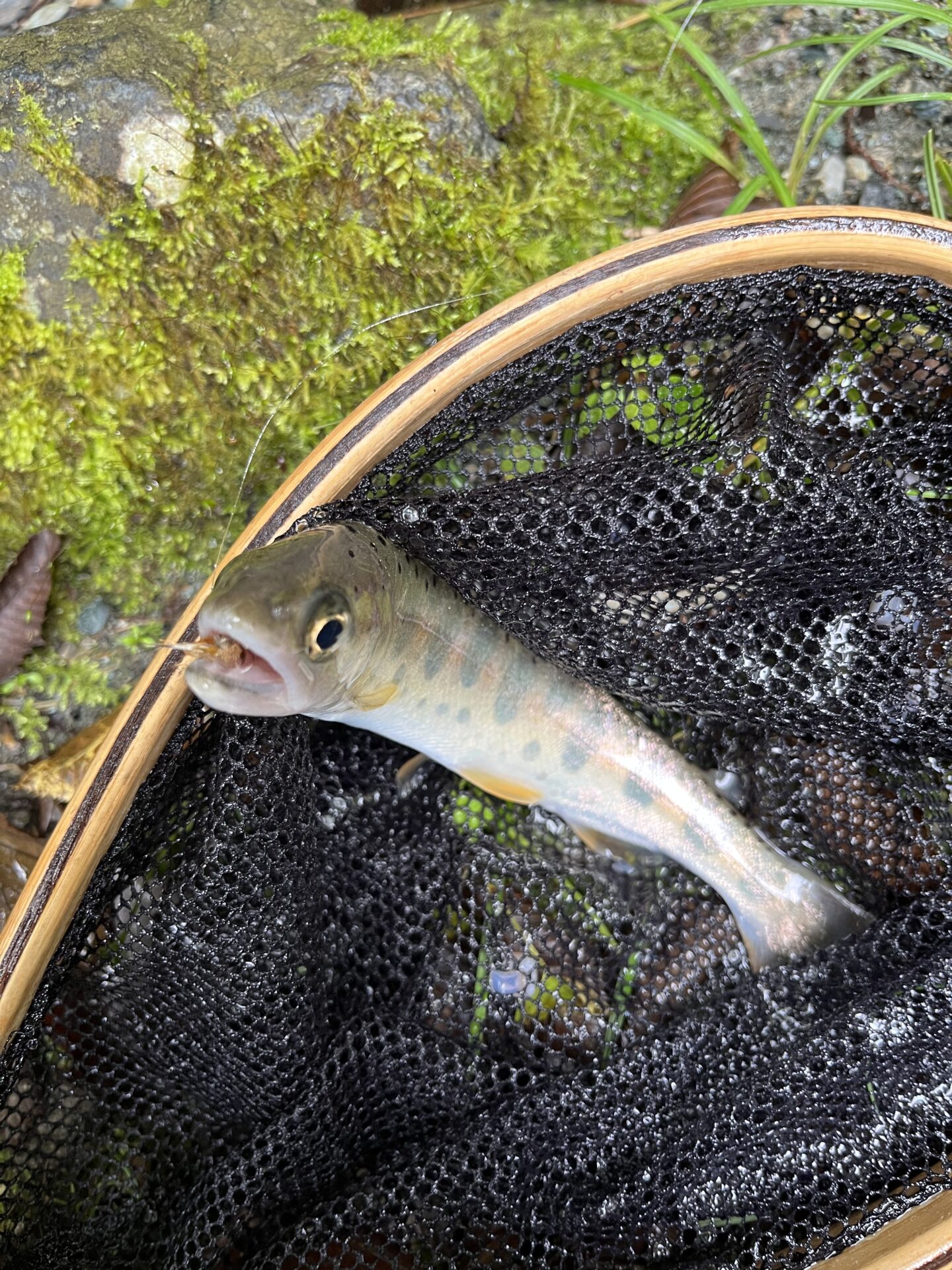 【山女魚の隠れ家。岩魚の隠れ家。】赤久縄2025.10.15（2）
山女魚
9:59