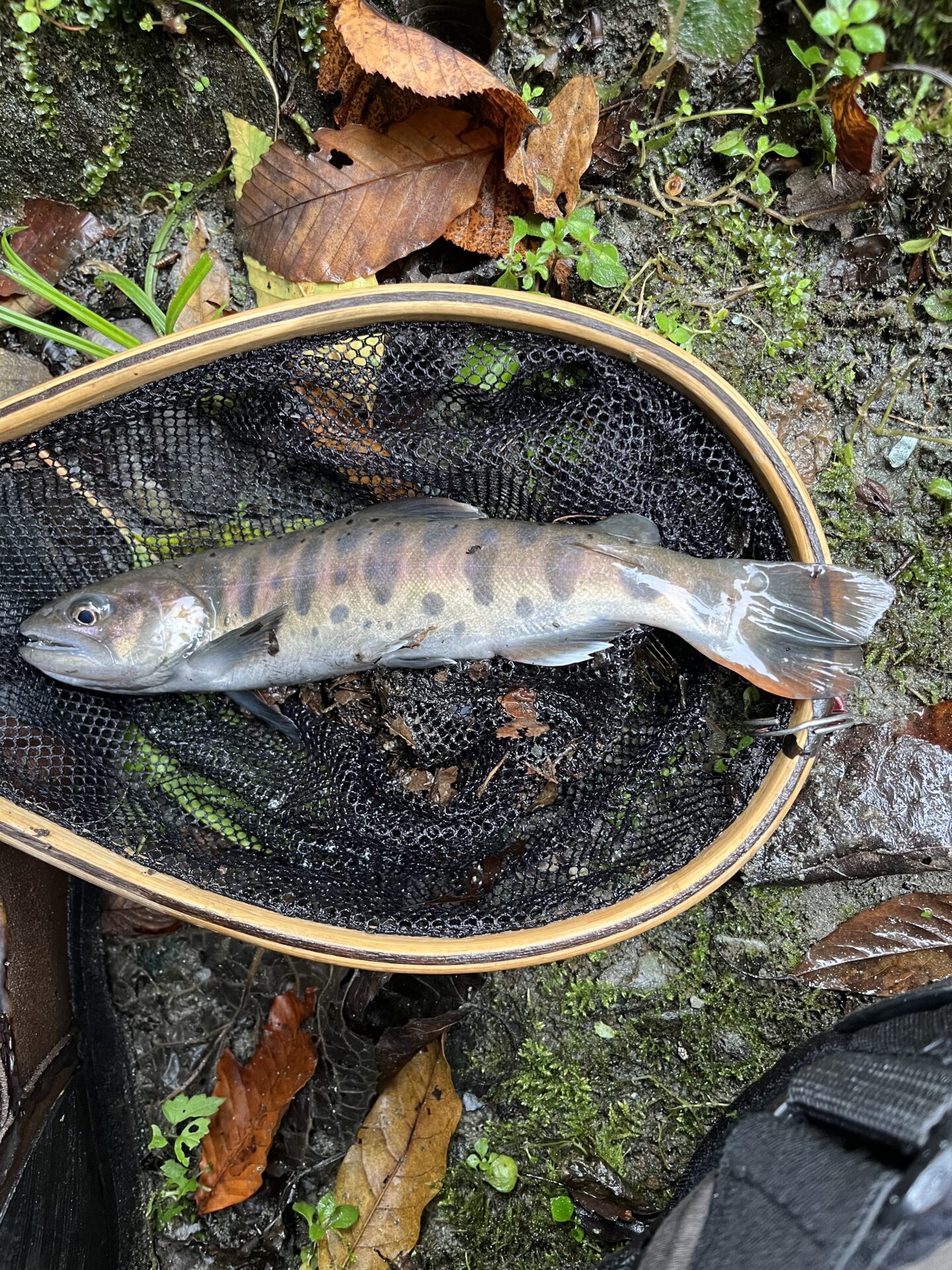 【山女魚の隠れ家。岩魚の隠れ家。】赤久縄2025.10.15（3）
山女魚
10:22