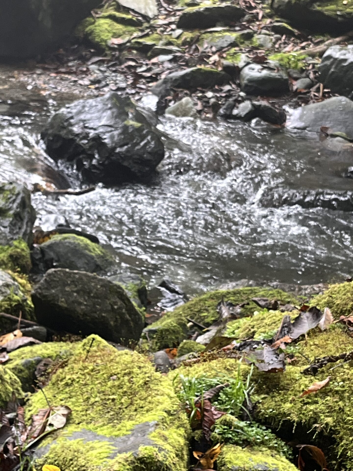 【山女魚の隠れ家。岩魚の隠れ家。】赤久縄2025.10.15（3）
山女魚
10:22
ポイント

