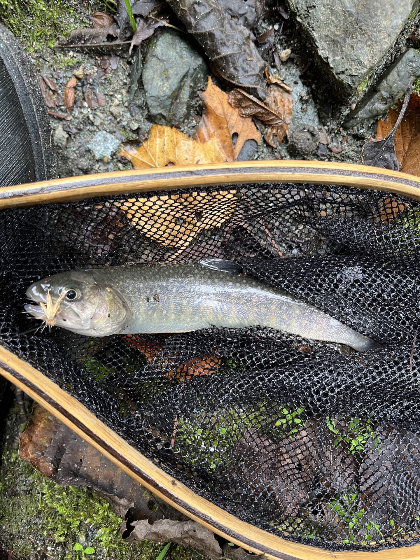 【山女魚の隠れ家。岩魚の隠れ家。】赤久縄2025.10.15（4）
岩魚
10:25
