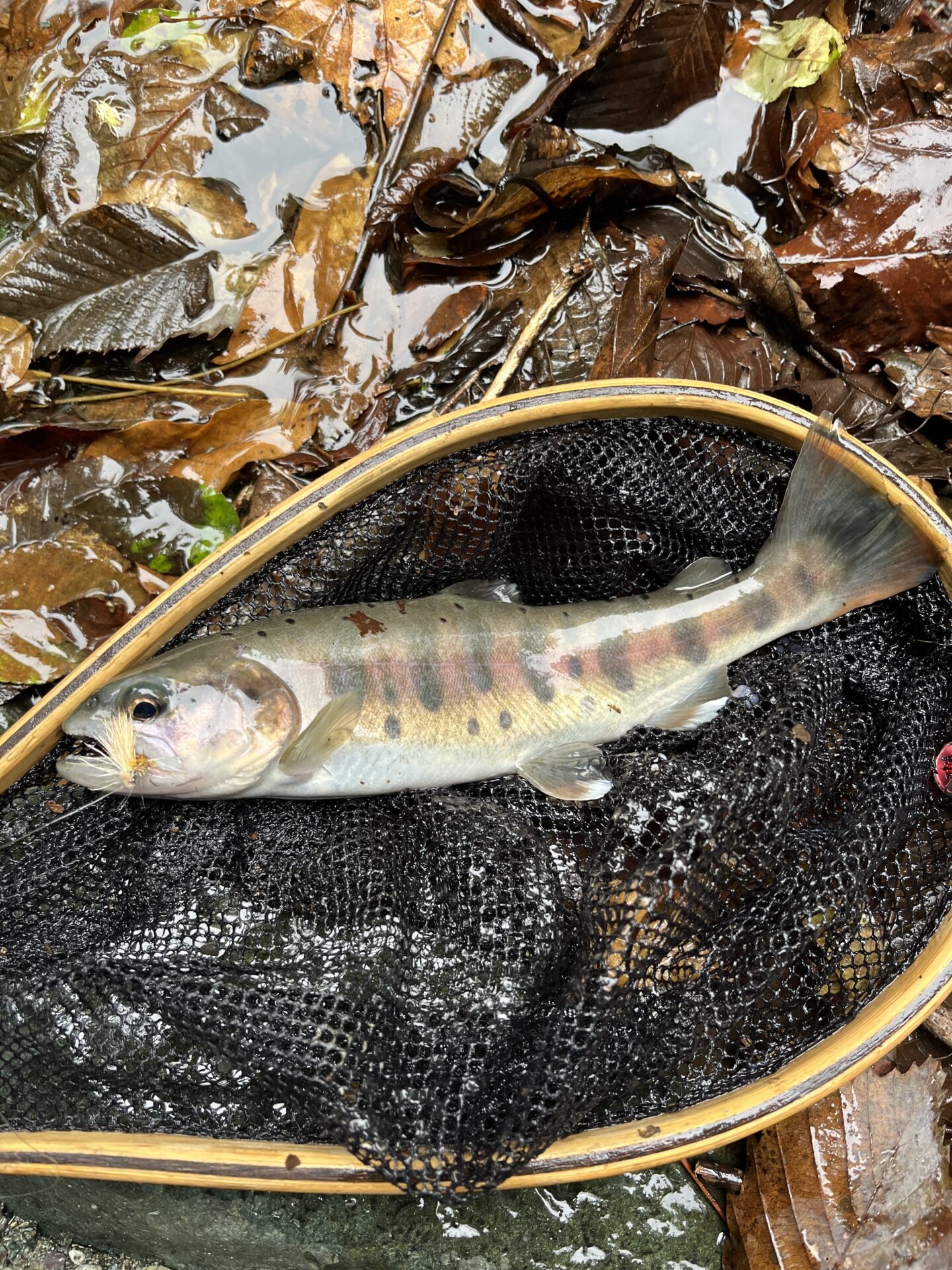 【山女魚の隠れ家。岩魚の隠れ家。】赤久縄2025.10.15（5）
山女魚
10:34