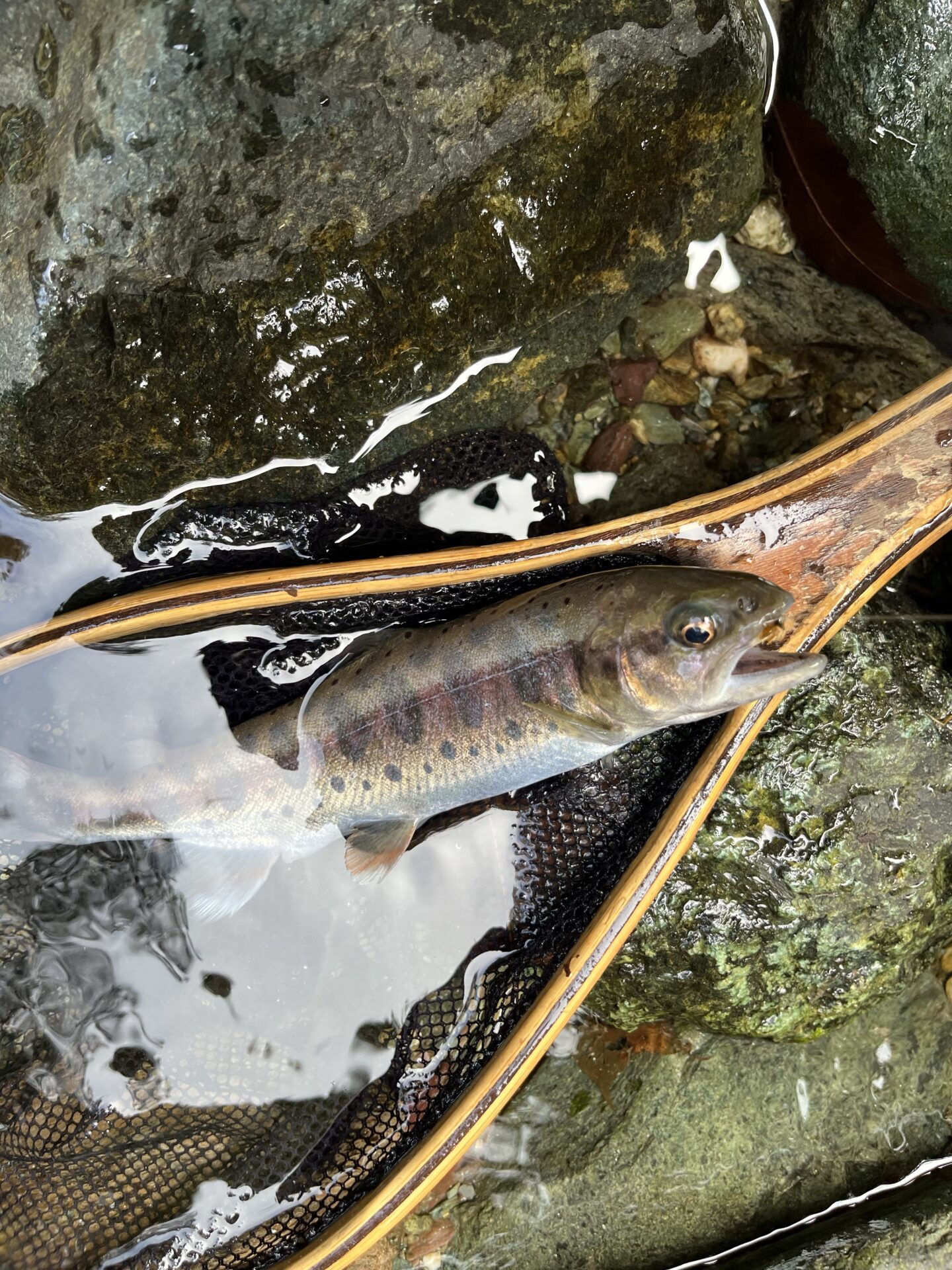【山女魚の隠れ家。岩魚の隠れ家。】赤久縄2025.10.15（6）
山女魚
10:50