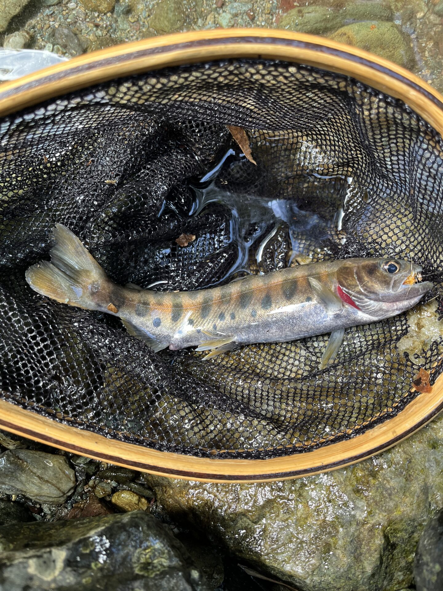 【山女魚の隠れ家。岩魚の隠れ家。】赤久縄2025.10.15（7）
山女魚
10:58