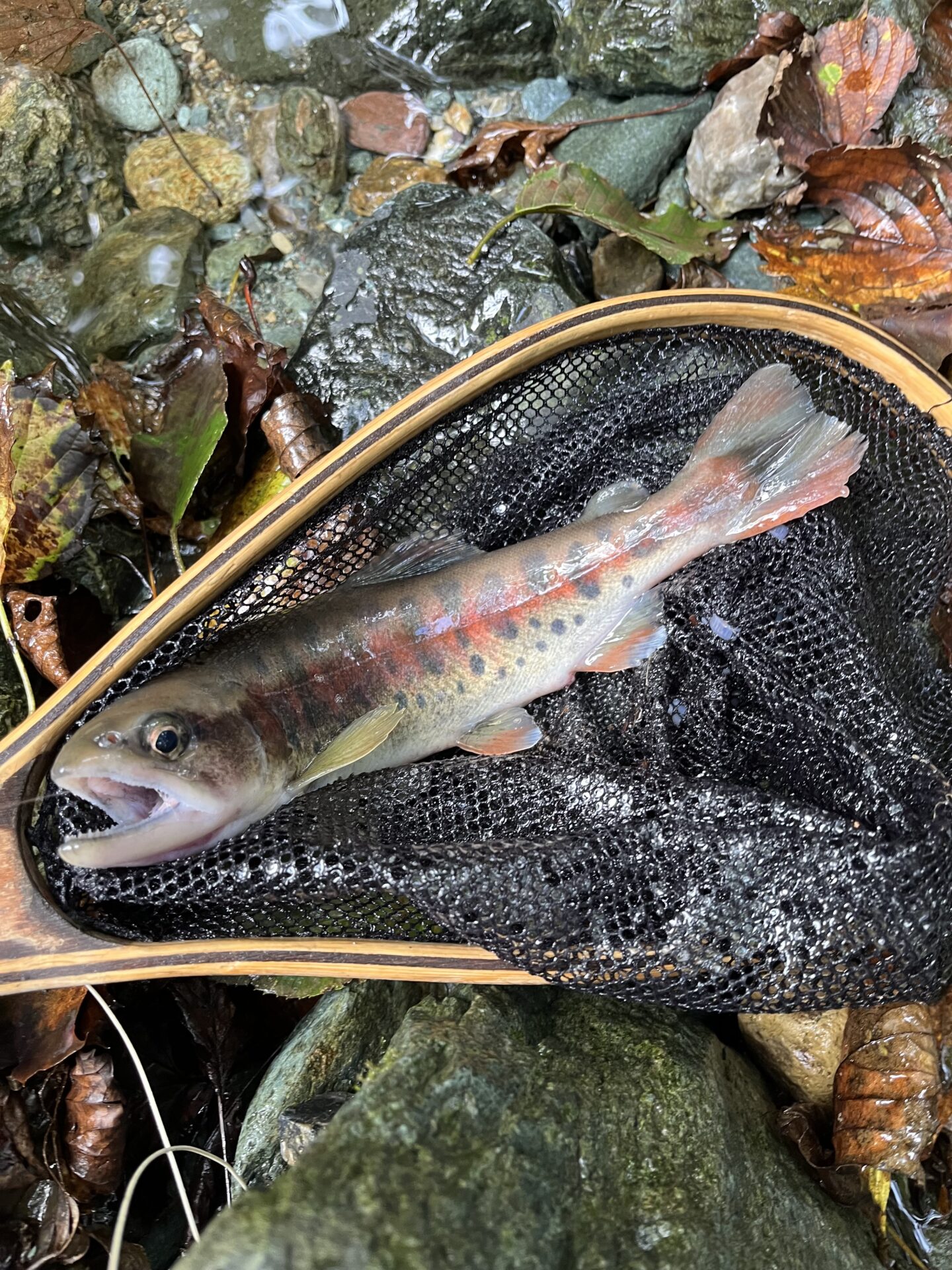 【山女魚の隠れ家。岩魚の隠れ家。】赤久縄2025.10.15（8）
山女魚
11:20