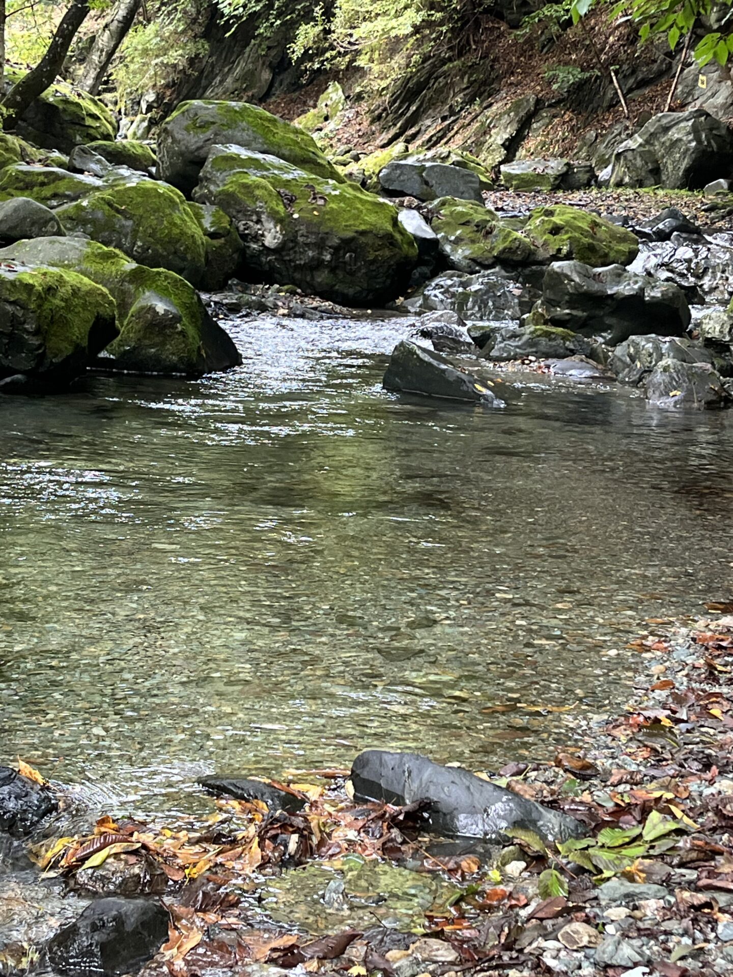 【山女魚の隠れ家。岩魚の隠れ家。】赤久縄2025.10.15（8）
山女魚
11:20
ポイント
