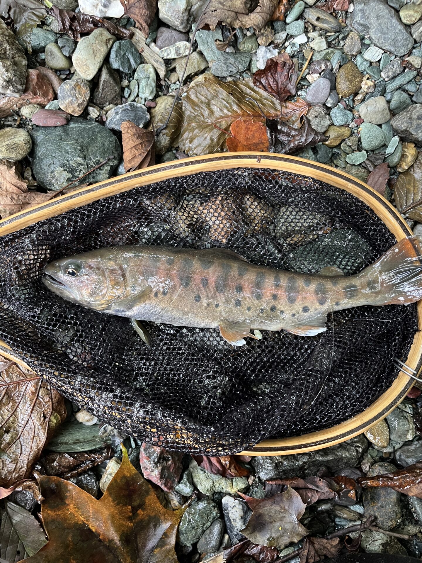 【山女魚の隠れ家。岩魚の隠れ家。】赤久縄2025.10.15（9）
山女魚
11:32