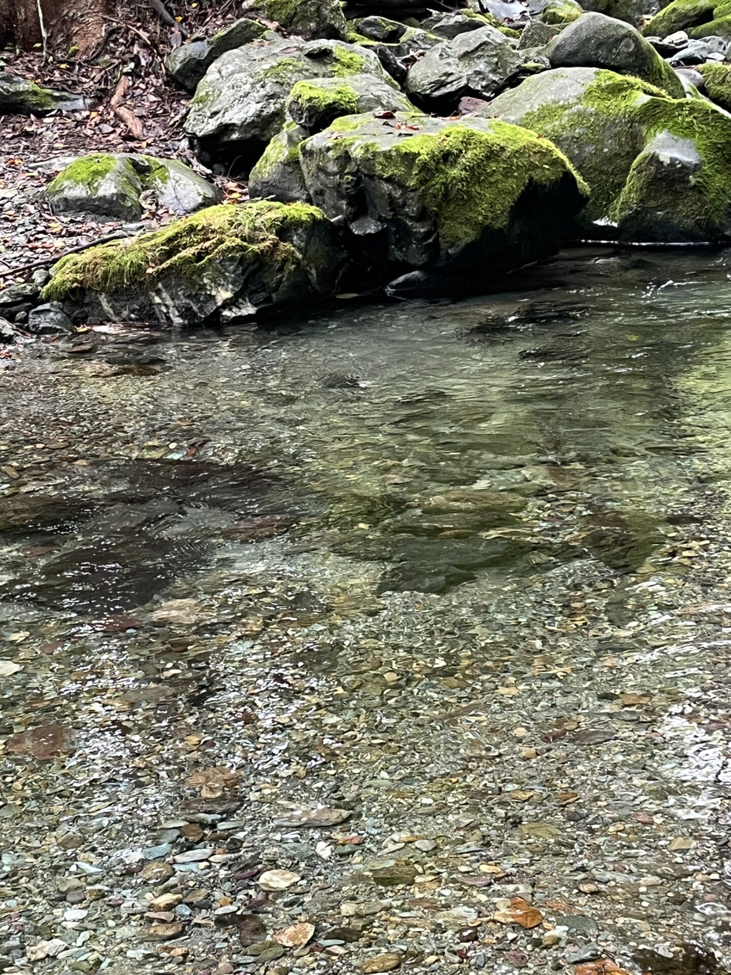 【山女魚の隠れ家。岩魚の隠れ家。】赤久縄2025.10.15（9）
山女魚
11:32
ポイント