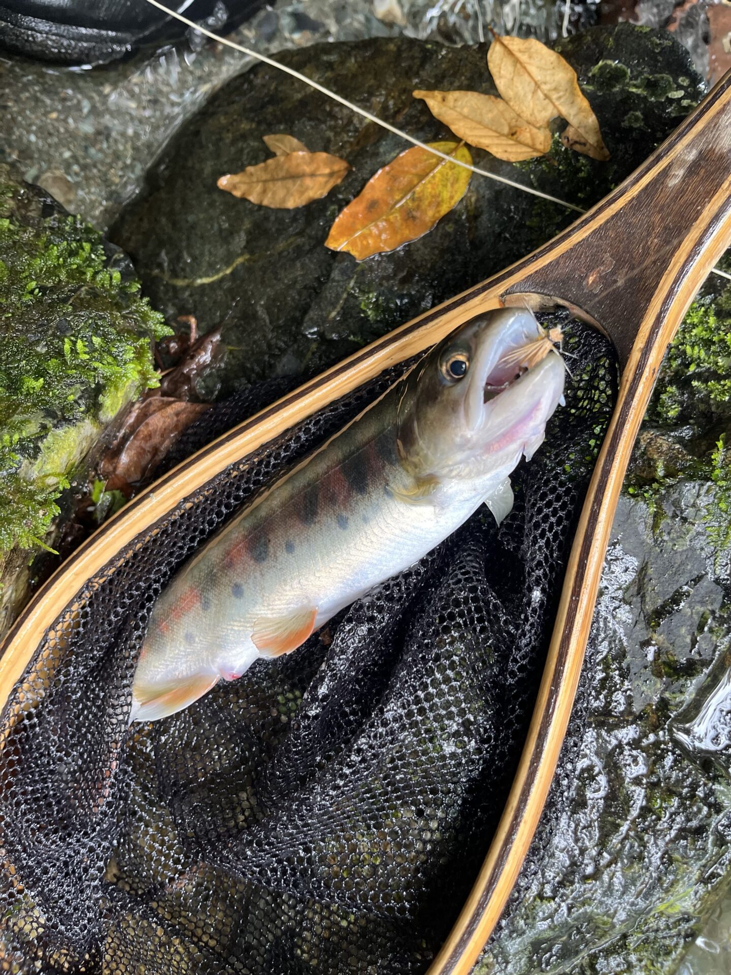 【山女魚の隠れ家。岩魚の隠れ家。】赤久縄2025.10.15（10）
山女魚
11:49