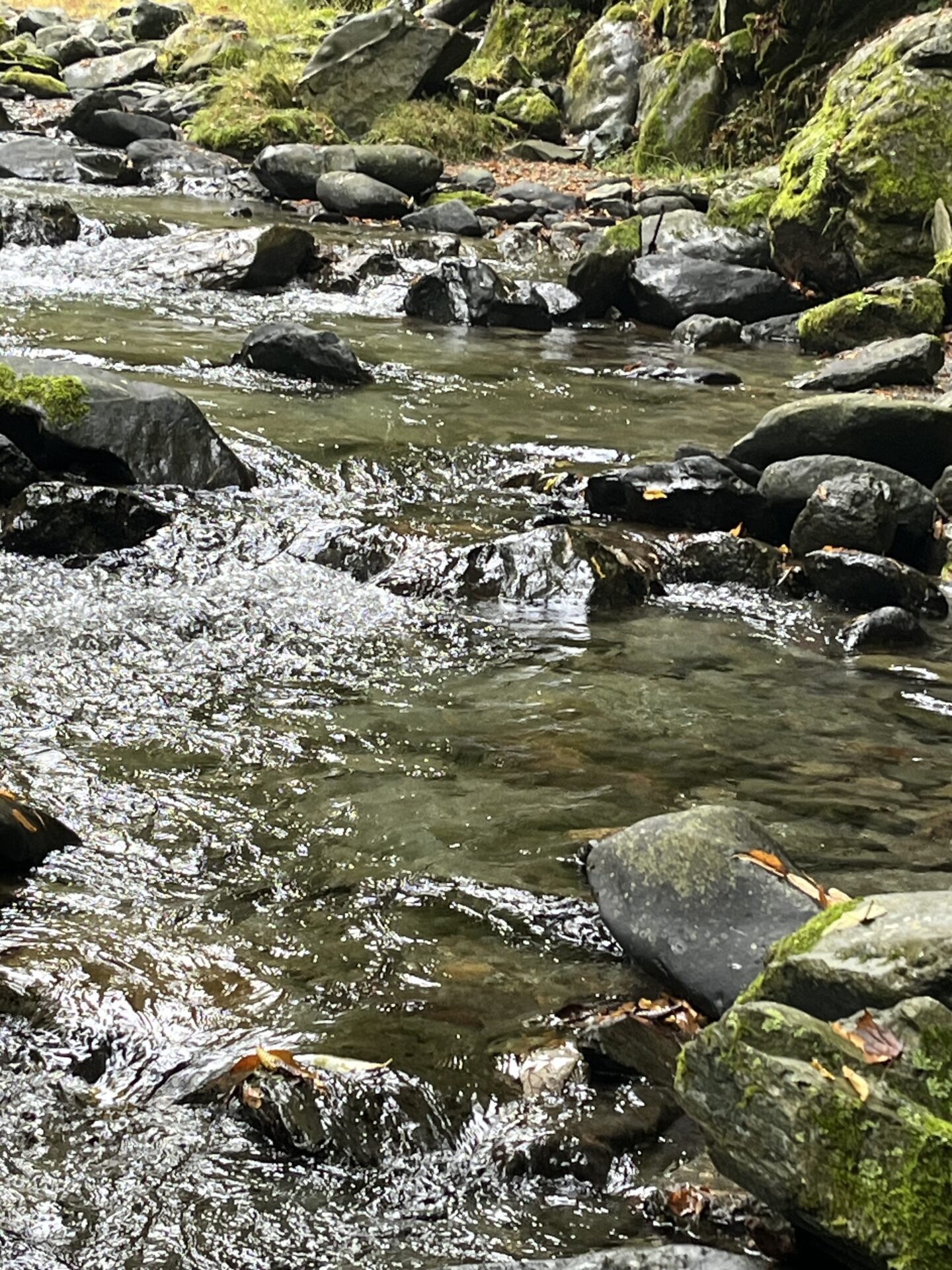 【山女魚の隠れ家。岩魚の隠れ家。】赤久縄2025.10.15（10）
山女魚
11:49
ポイント