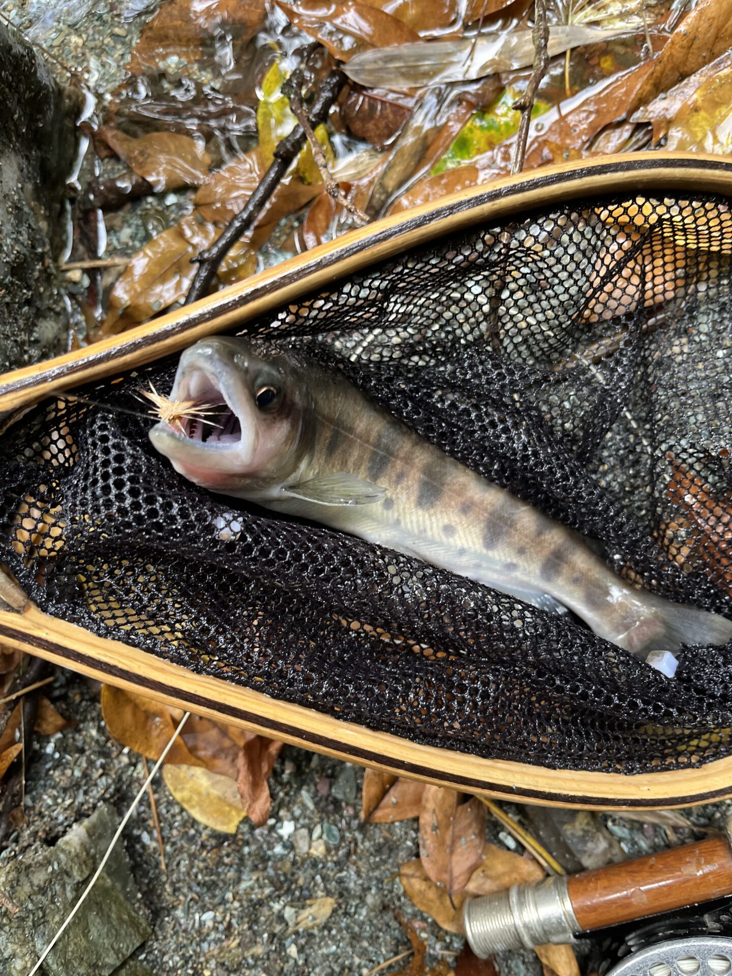 【山女魚の隠れ家。岩魚の隠れ家。】赤久縄2025.10.15（11）
山女魚
11:55