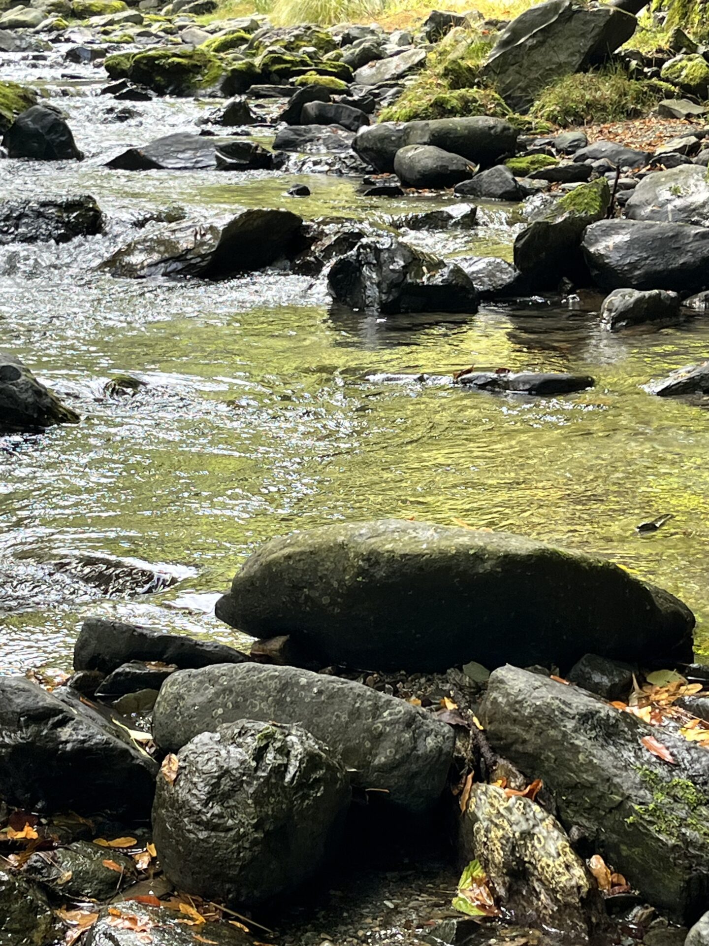 【山女魚の隠れ家。岩魚の隠れ家。】赤久縄2025.10.15（11）
山女魚
11:55
ポイント