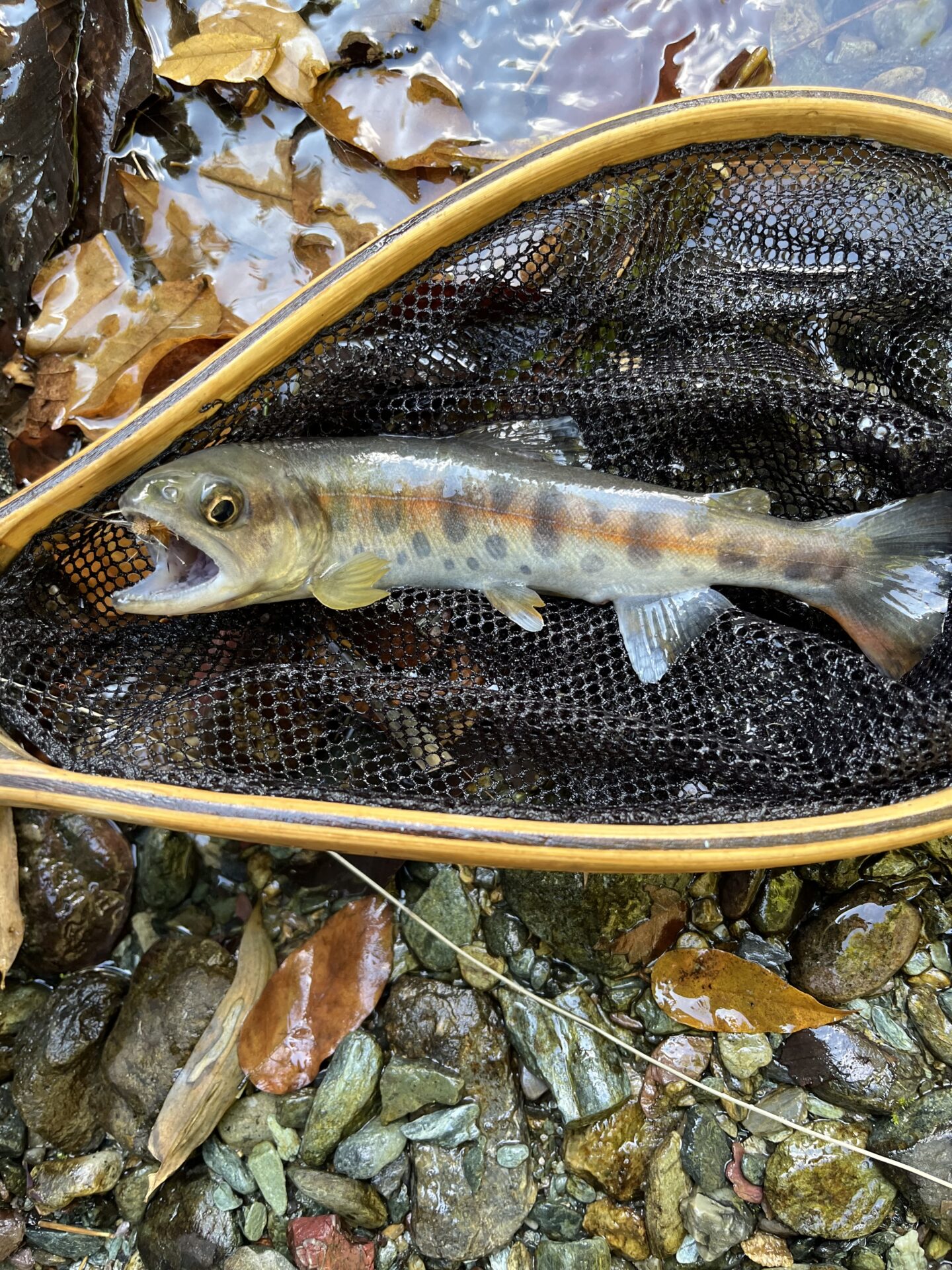 【山女魚の隠れ家。岩魚の隠れ家。】赤久縄2025.10.15（12）
山女魚
12:08