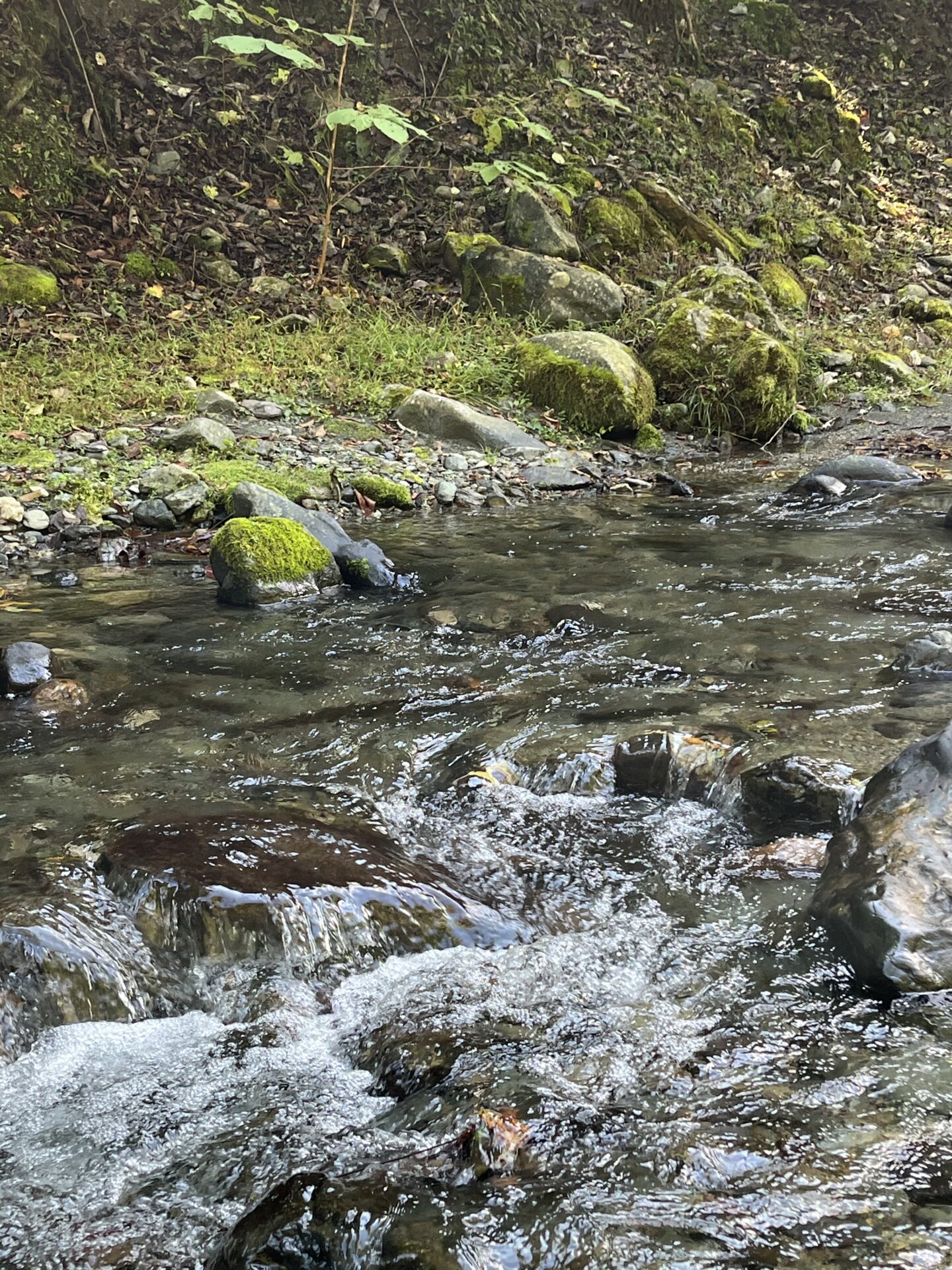 【山女魚の隠れ家。岩魚の隠れ家。】赤久縄2025.10.15（12）
山女魚
12:08
ポイント