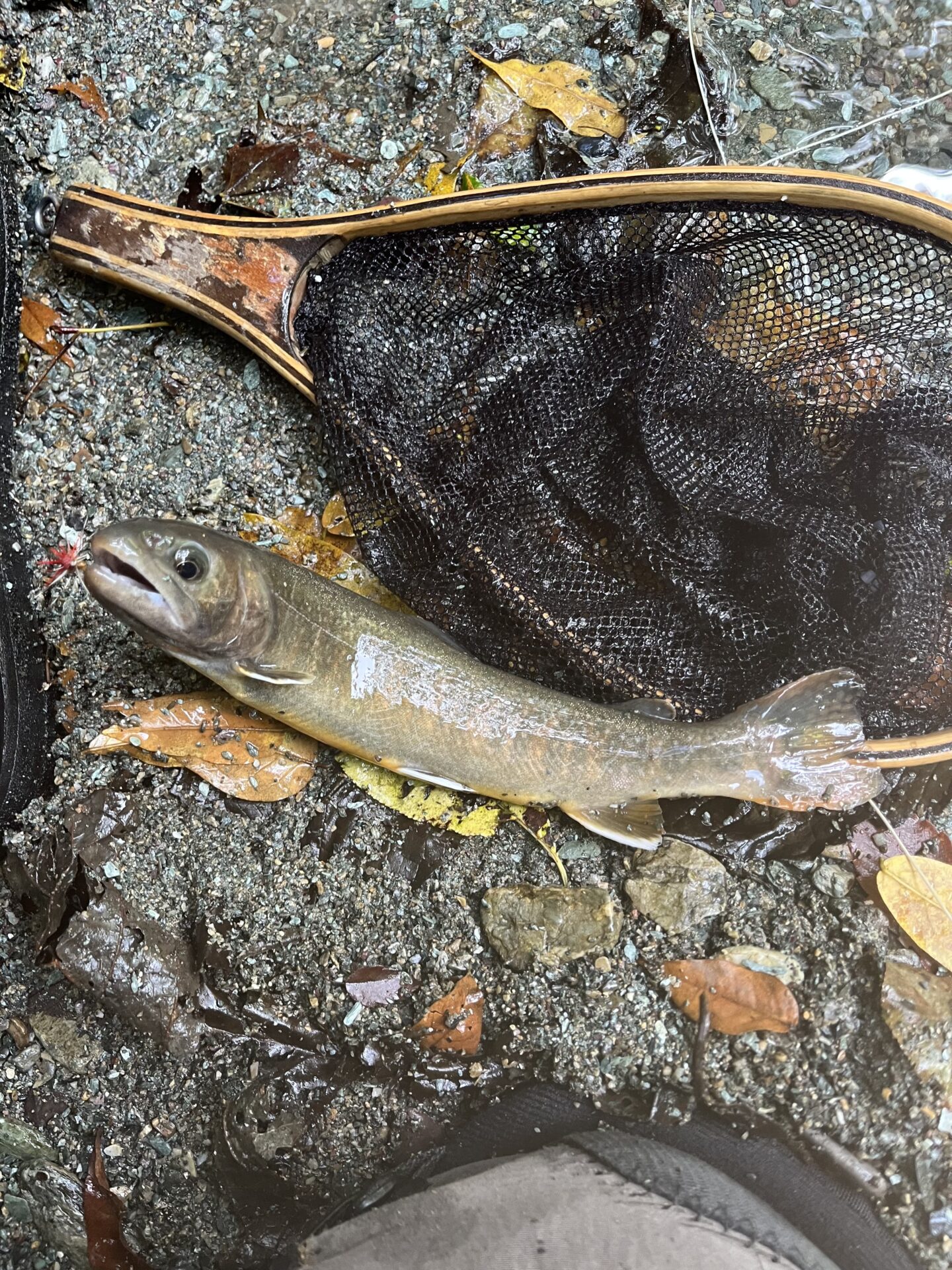 【山女魚の隠れ家。岩魚の隠れ家。】赤久縄2025.10.15（13）
岩魚
12:25