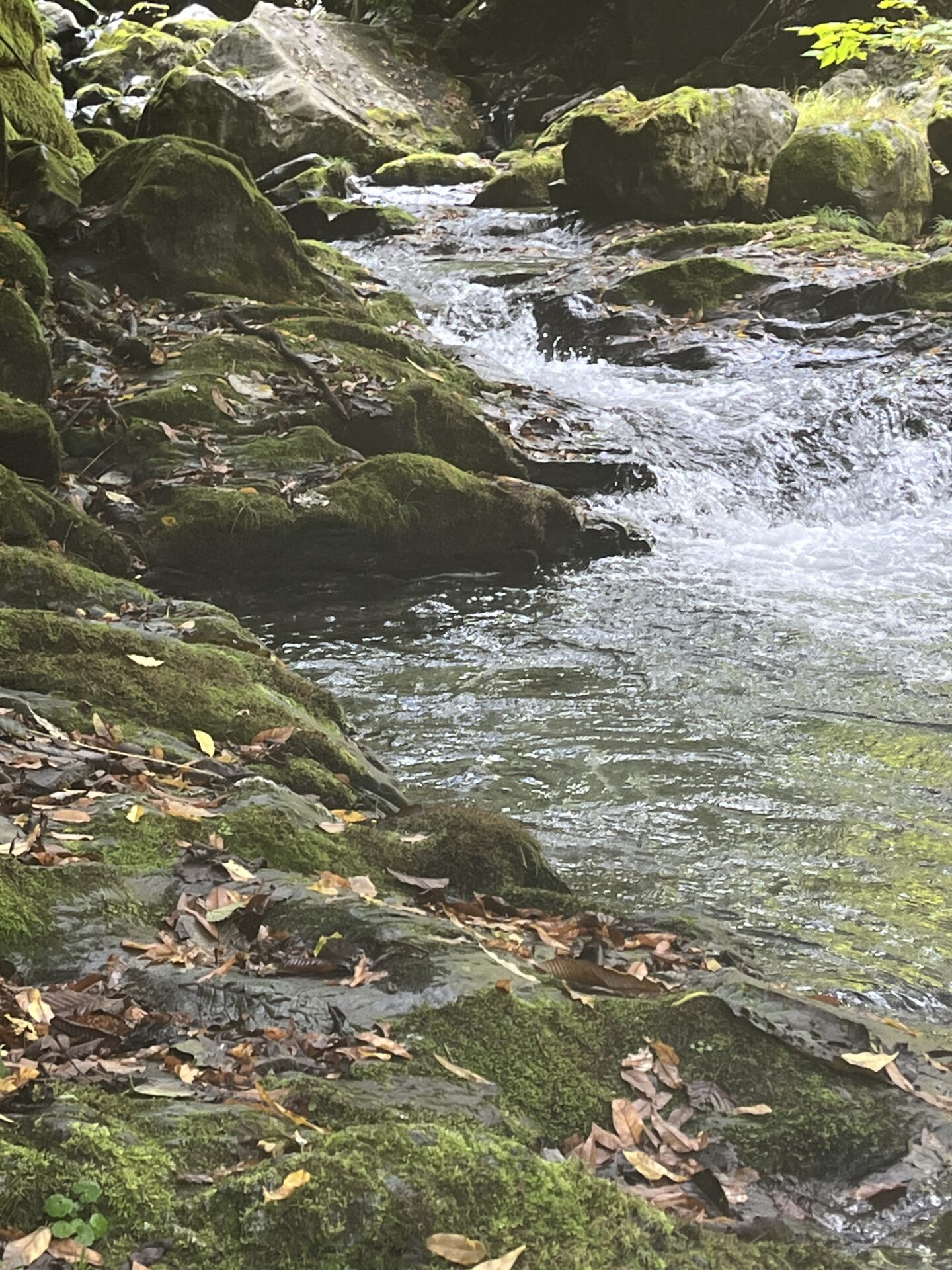 【山女魚の隠れ家。岩魚の隠れ家。】赤久縄2025.10.15（13）
岩魚
12:25
ポイント