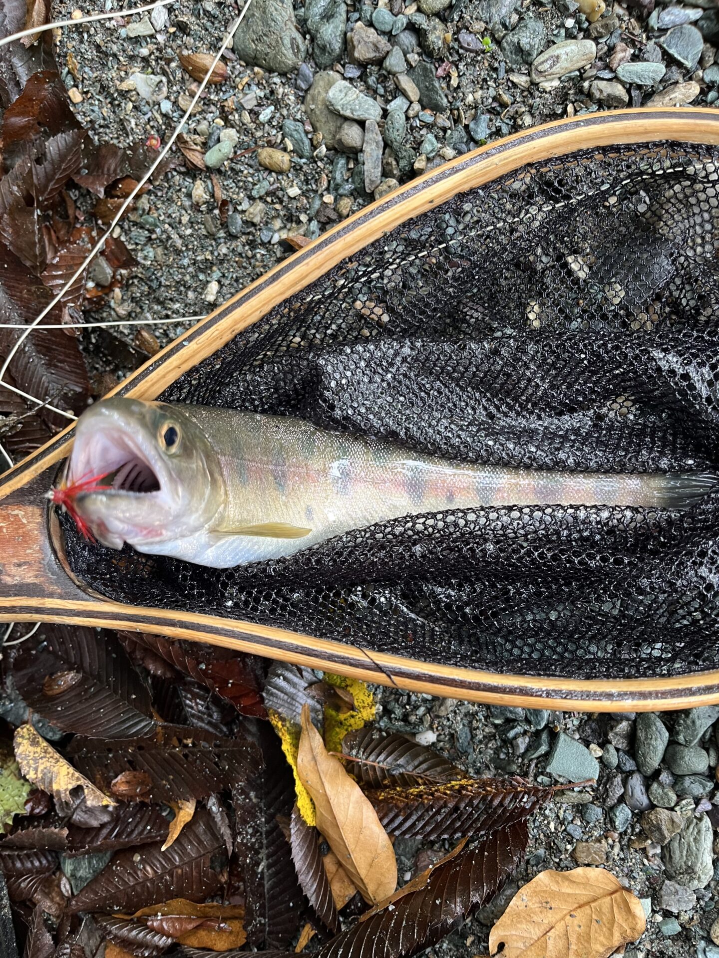 【山女魚の隠れ家。岩魚の隠れ家。】赤久縄2025.10.15（14）
山女魚
12:40