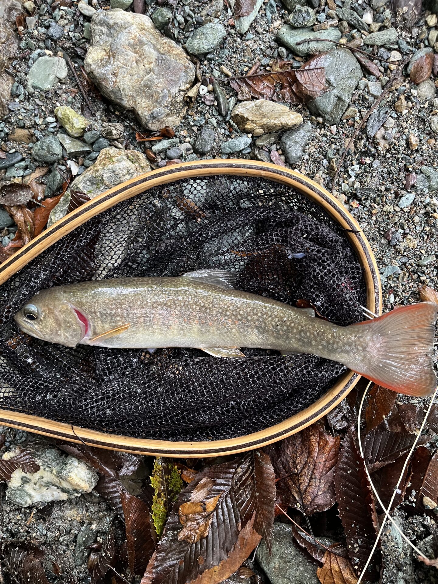 【山女魚の隠れ家。岩魚の隠れ家。】赤久縄2025.10.15（15）
岩魚
12:44
