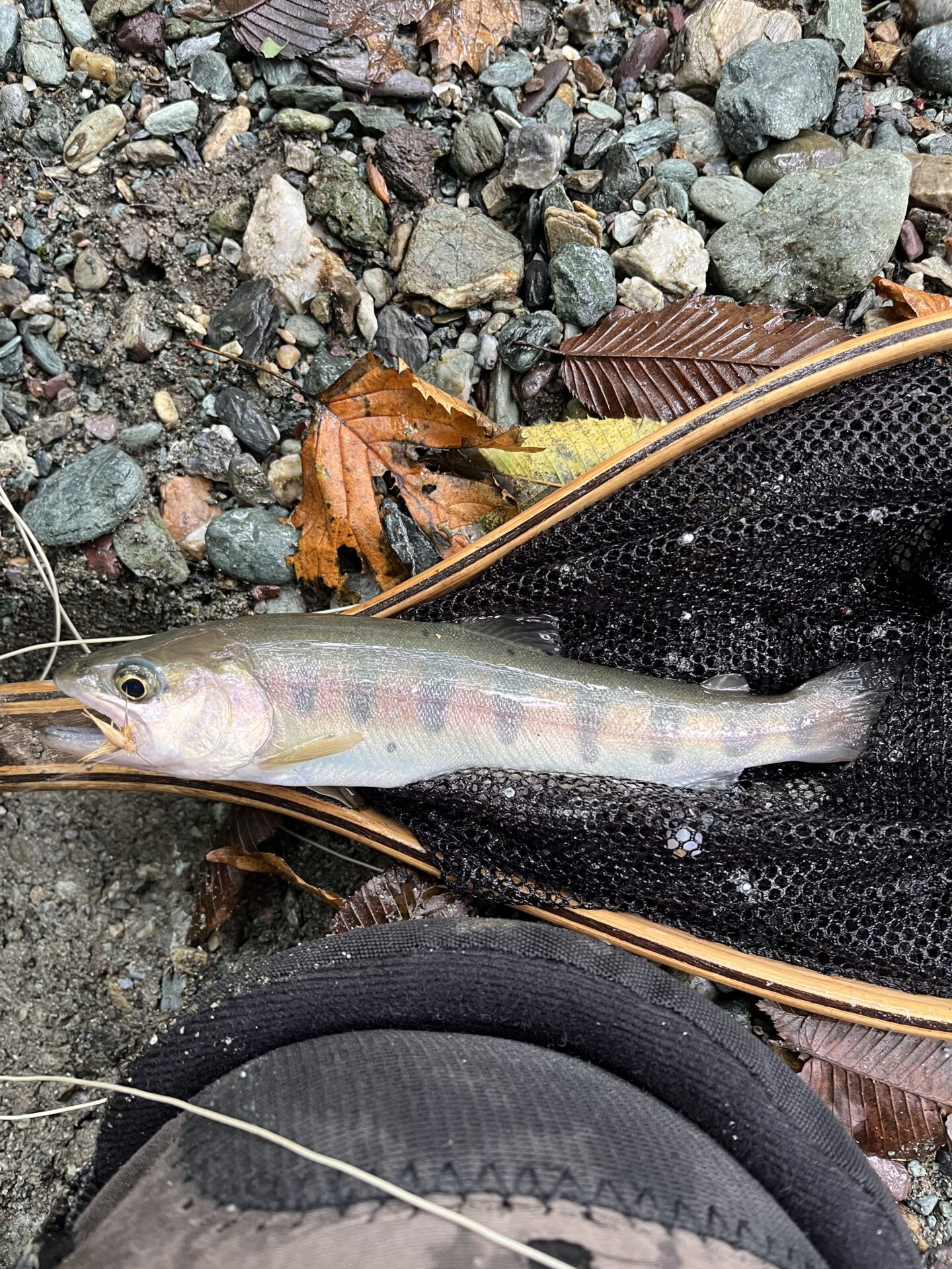【山女魚の隠れ家。岩魚の隠れ家。】赤久縄2025.10.15（16）
山女魚
12:47
