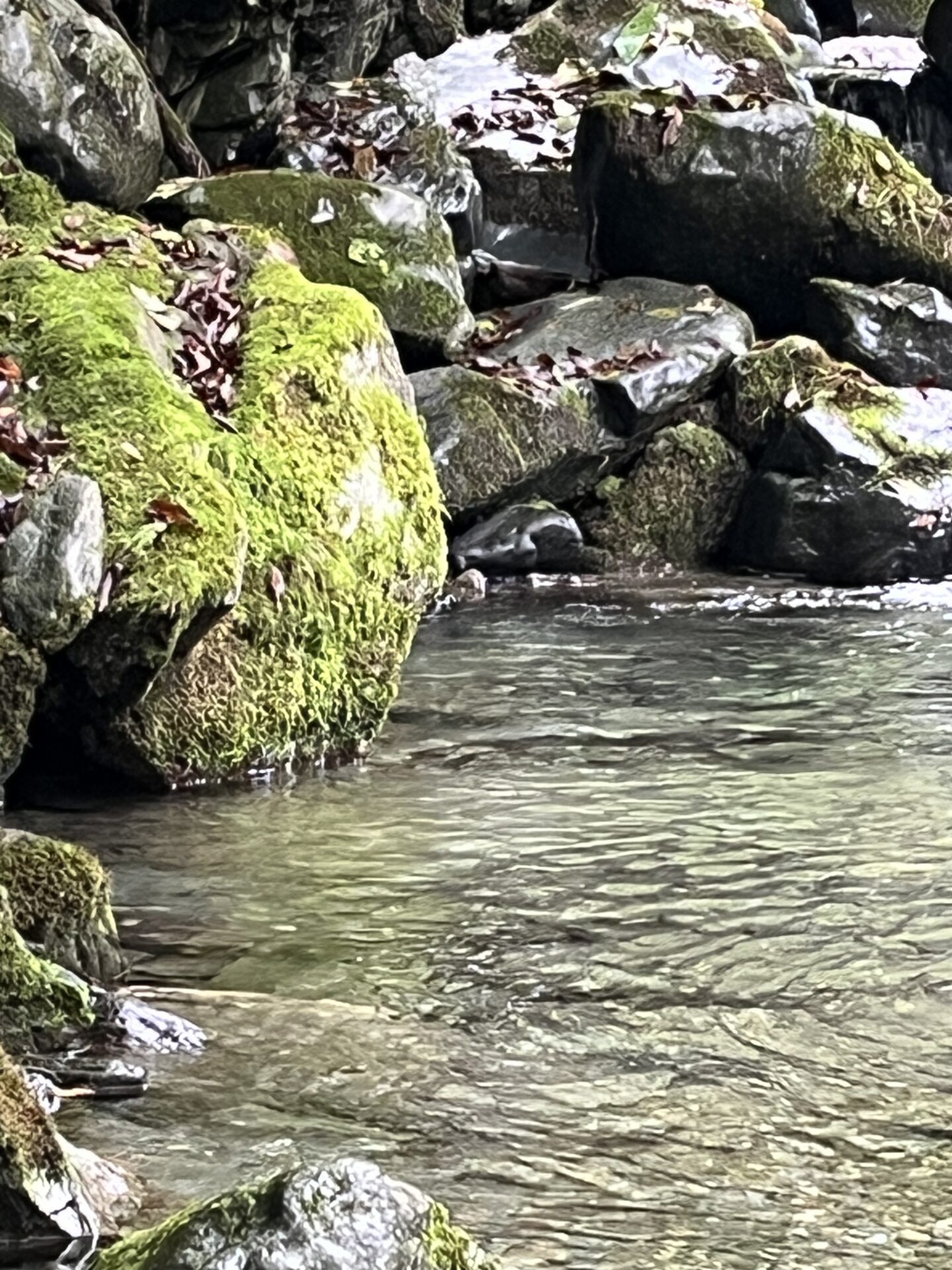 【山女魚の隠れ家。岩魚の隠れ家。】赤久縄2025.10.15（16）
山女魚
12:47
ポイント