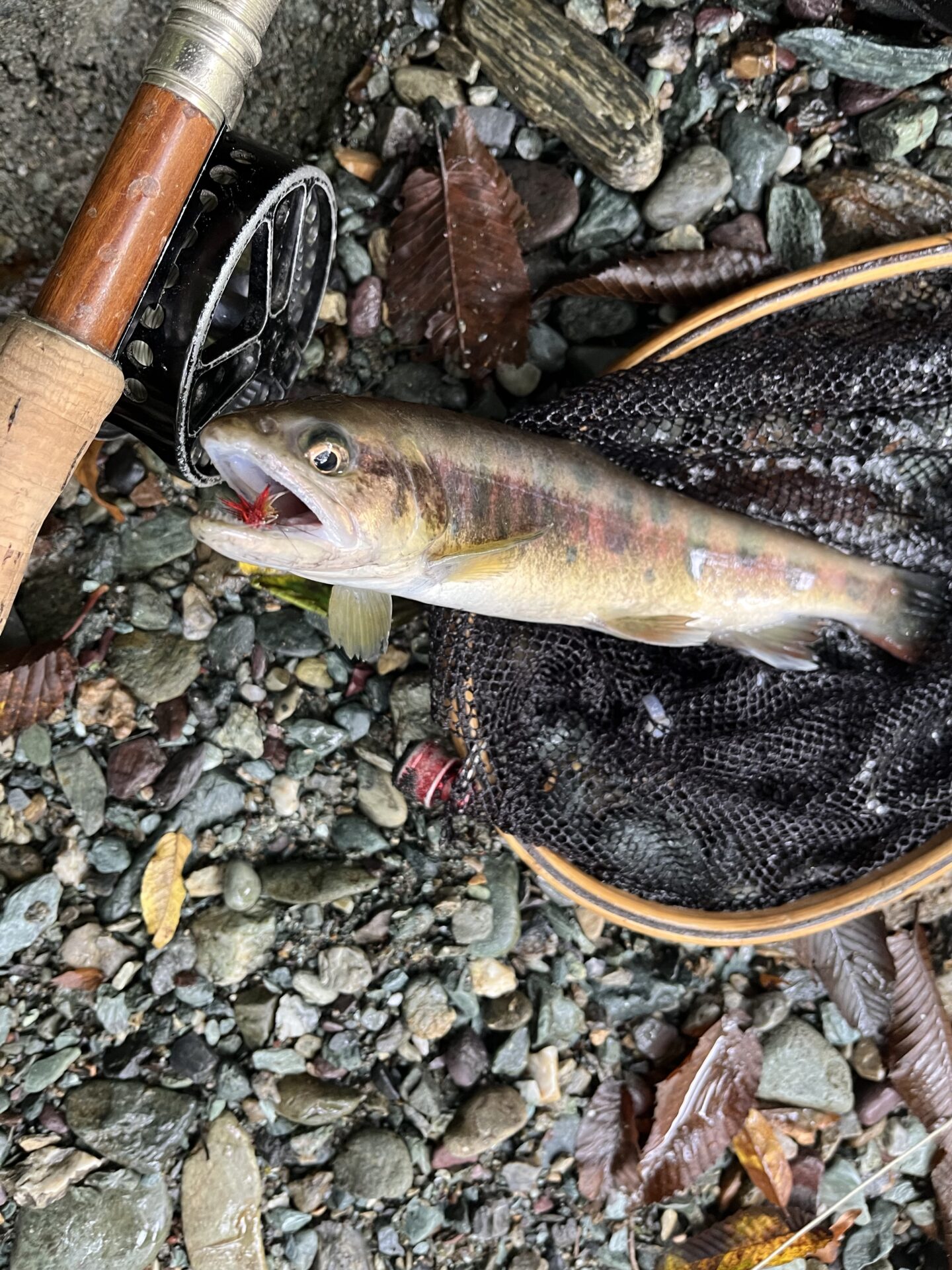 【山女魚の隠れ家。岩魚の隠れ家。】赤久縄2025.10.15（17）
山女魚
12:52