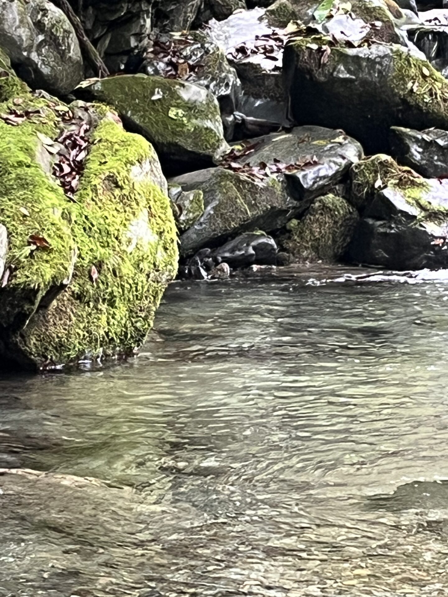 【山女魚の隠れ家。岩魚の隠れ家。】赤久縄2025.10.15（17）
山女魚
12:52
ポイント