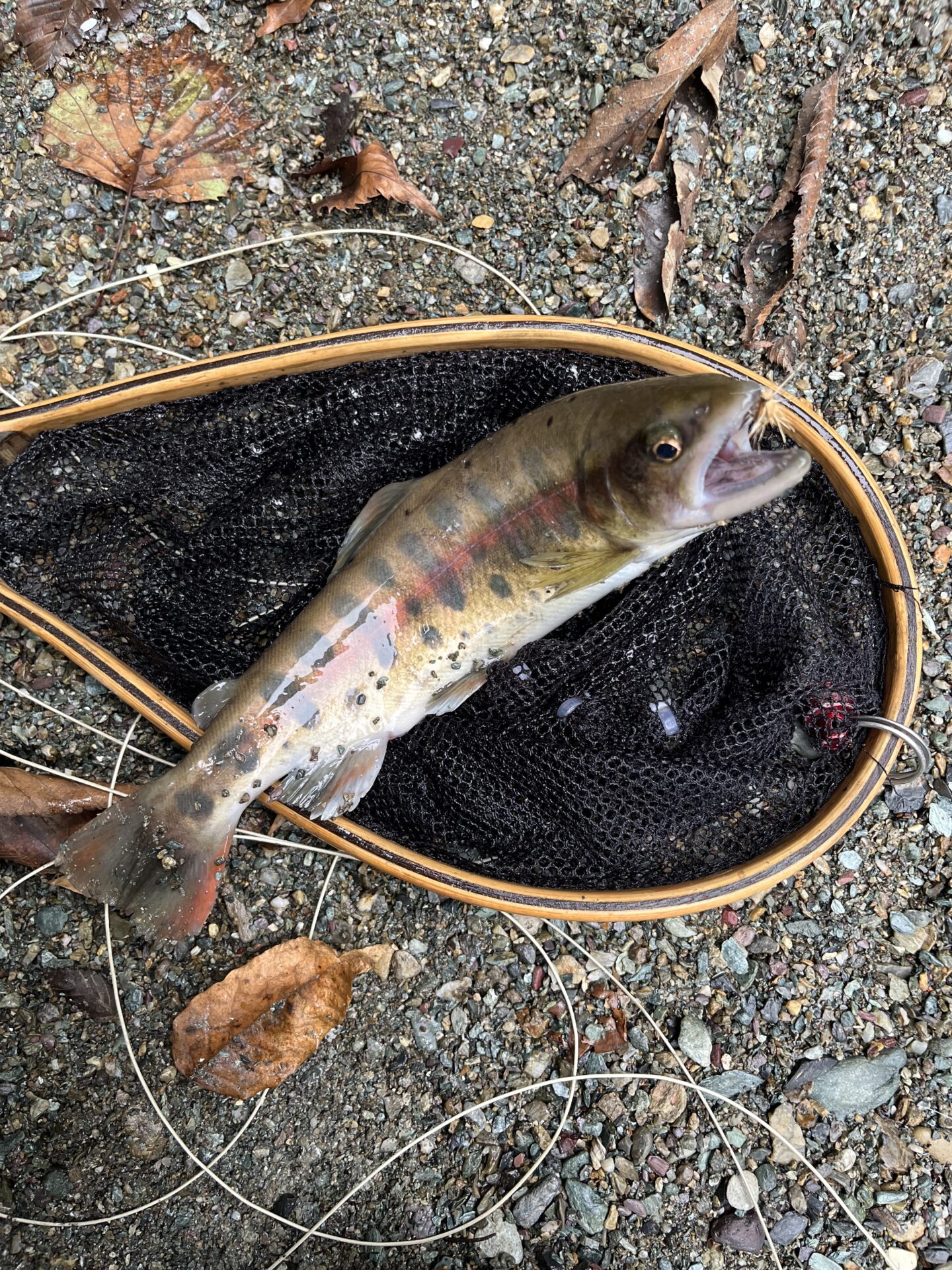 【山女魚の隠れ家。岩魚の隠れ家。】赤久縄2025.10.15（18）
山女魚
13:11