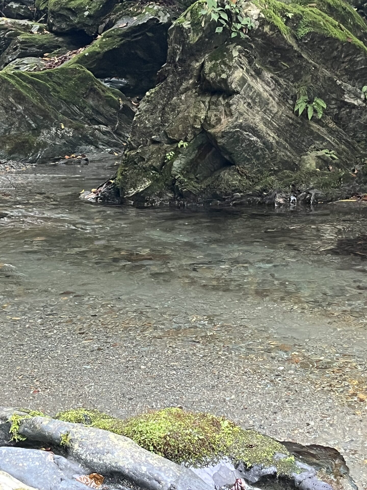 【山女魚の隠れ家。岩魚の隠れ家。】赤久縄2025.10.15（18）
山女魚
13:11
ポイント