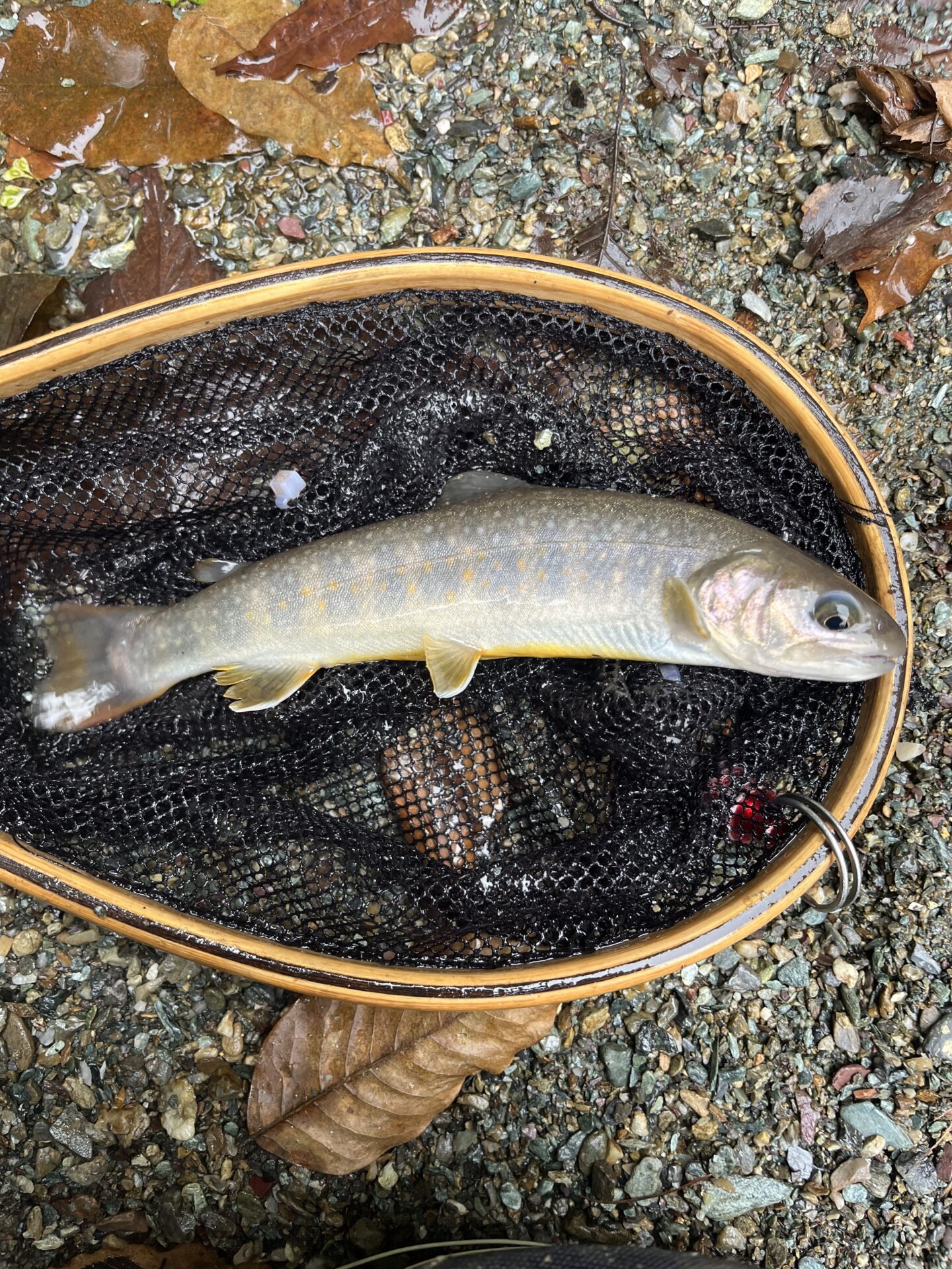 【山女魚の隠れ家。岩魚の隠れ家。】赤久縄2025.10.15（19）
岩魚
13:14