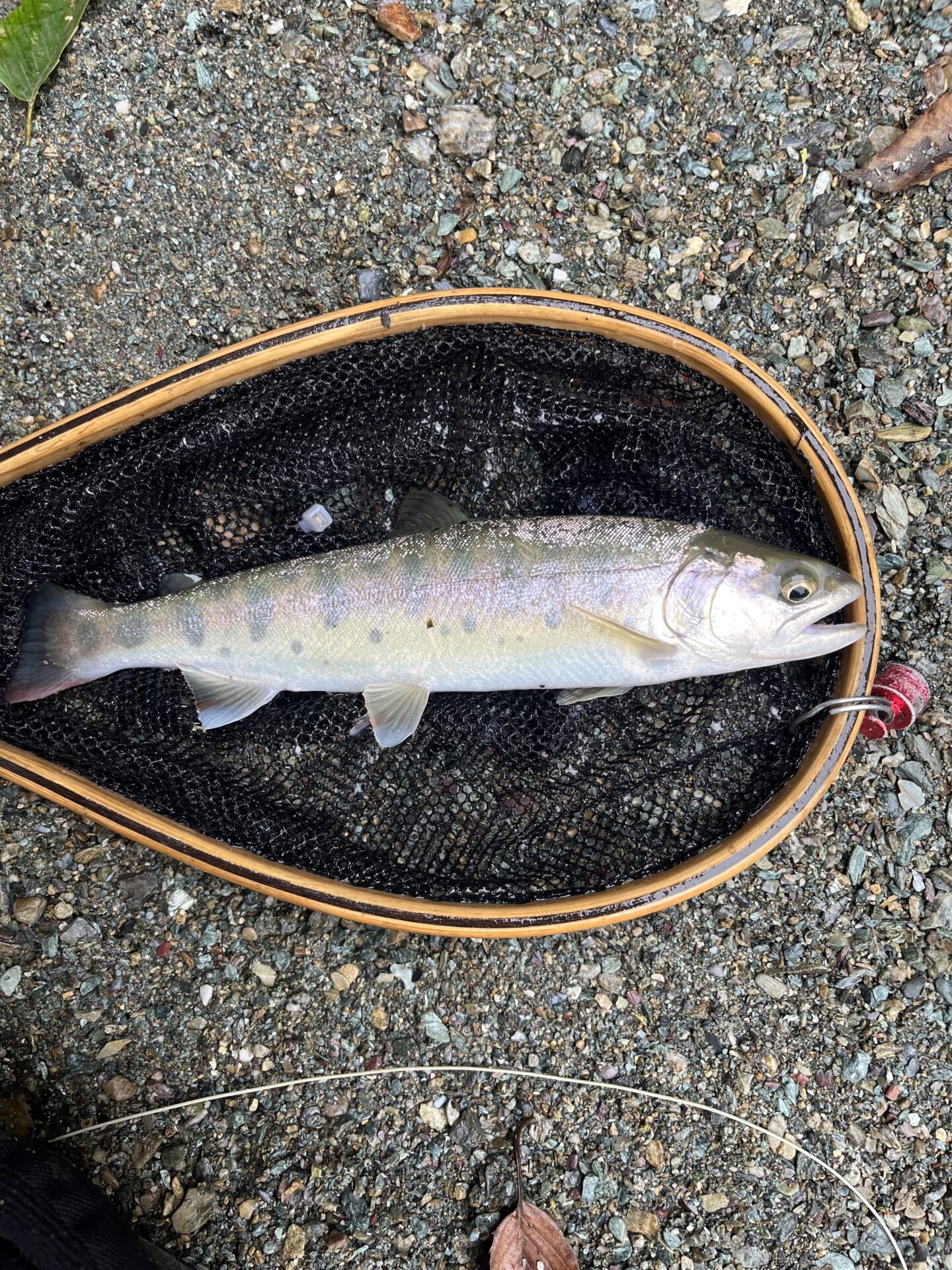 【山女魚の隠れ家。岩魚の隠れ家。】赤久縄2025.10.15（20）
山女魚
13:21