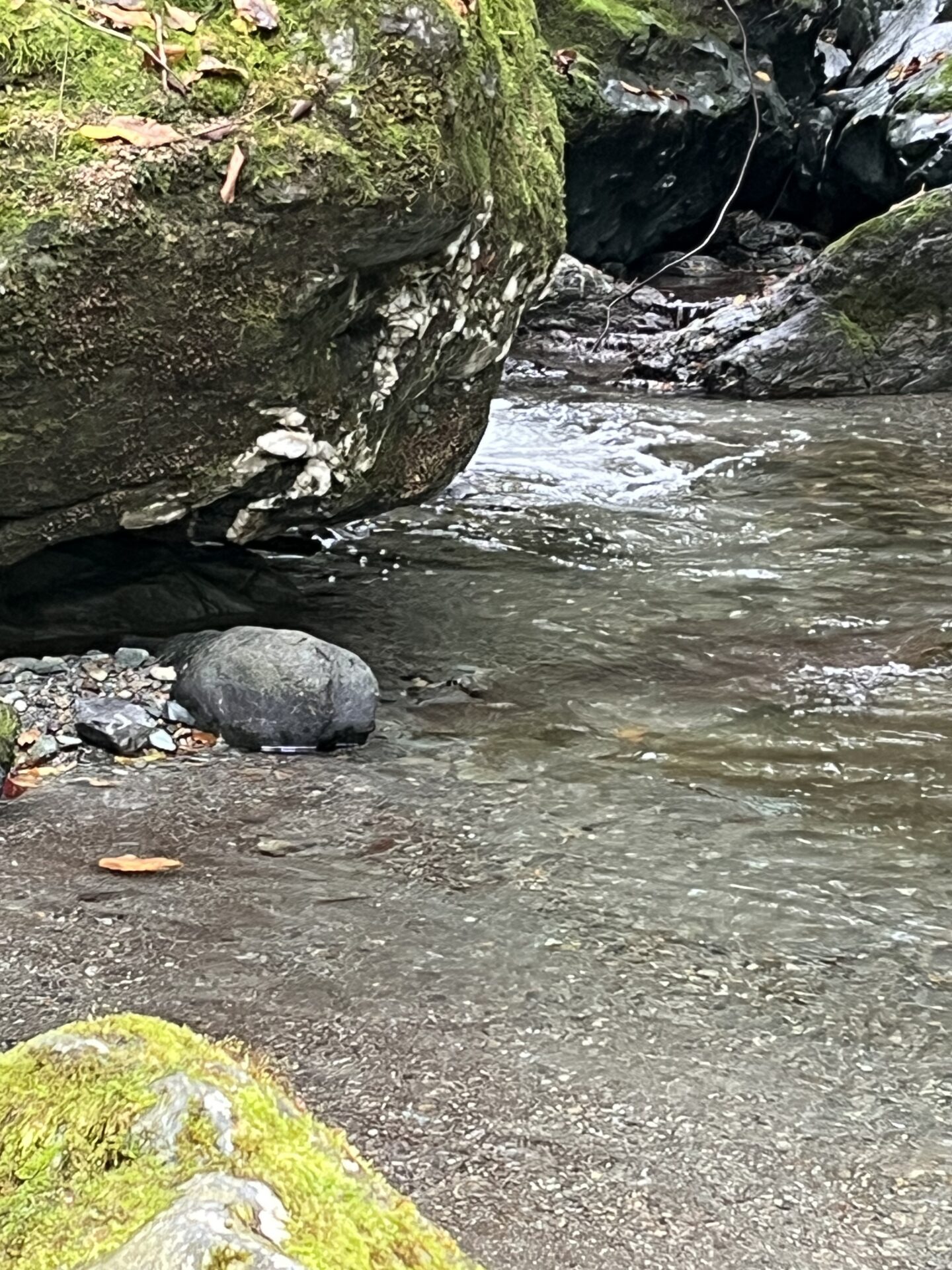 【山女魚の隠れ家。岩魚の隠れ家。】赤久縄2025.10.15（20）
山女魚
13:21
ポイント

