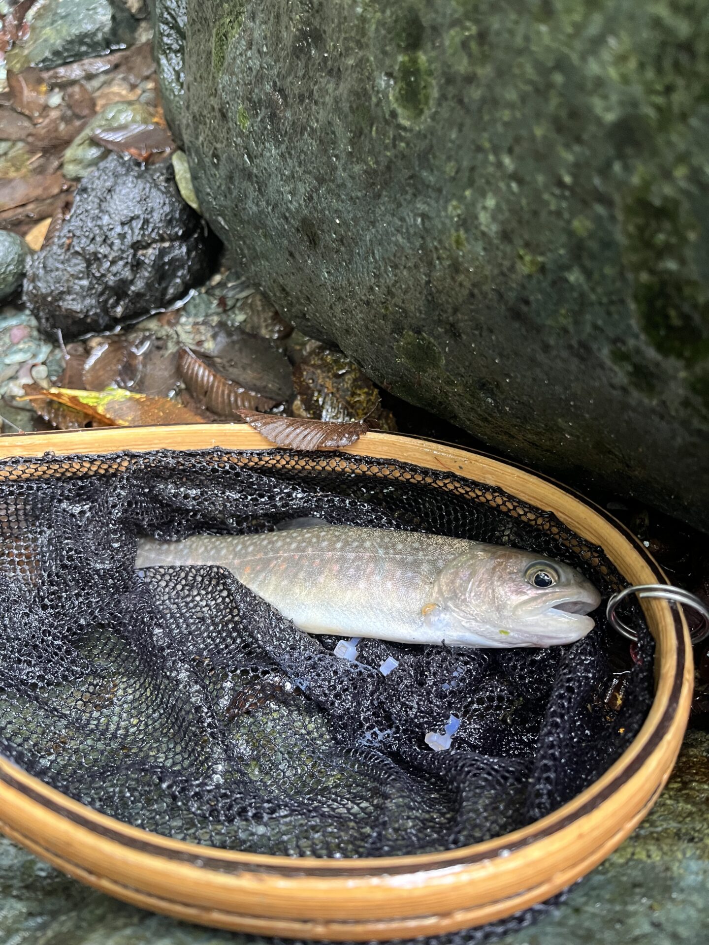 【山女魚の隠れ家。岩魚の隠れ家。】赤久縄2025.10.15（21）
岩魚
13:33