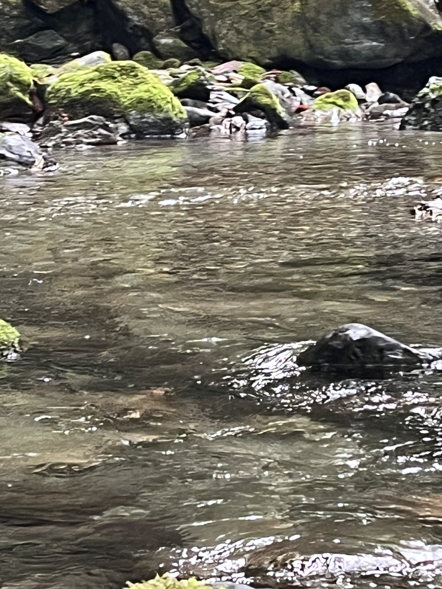 【山女魚の隠れ家。岩魚の隠れ家。】赤久縄2025.10.15（21）
岩魚
13:33
ポイント
