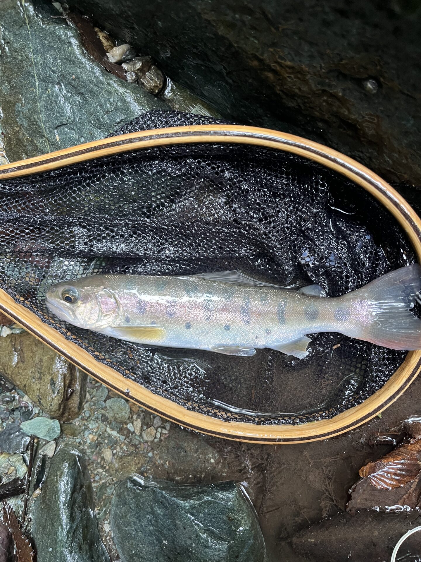 【山女魚の隠れ家。岩魚の隠れ家。】赤久縄2025.10.15（22）
山女魚
13:37
