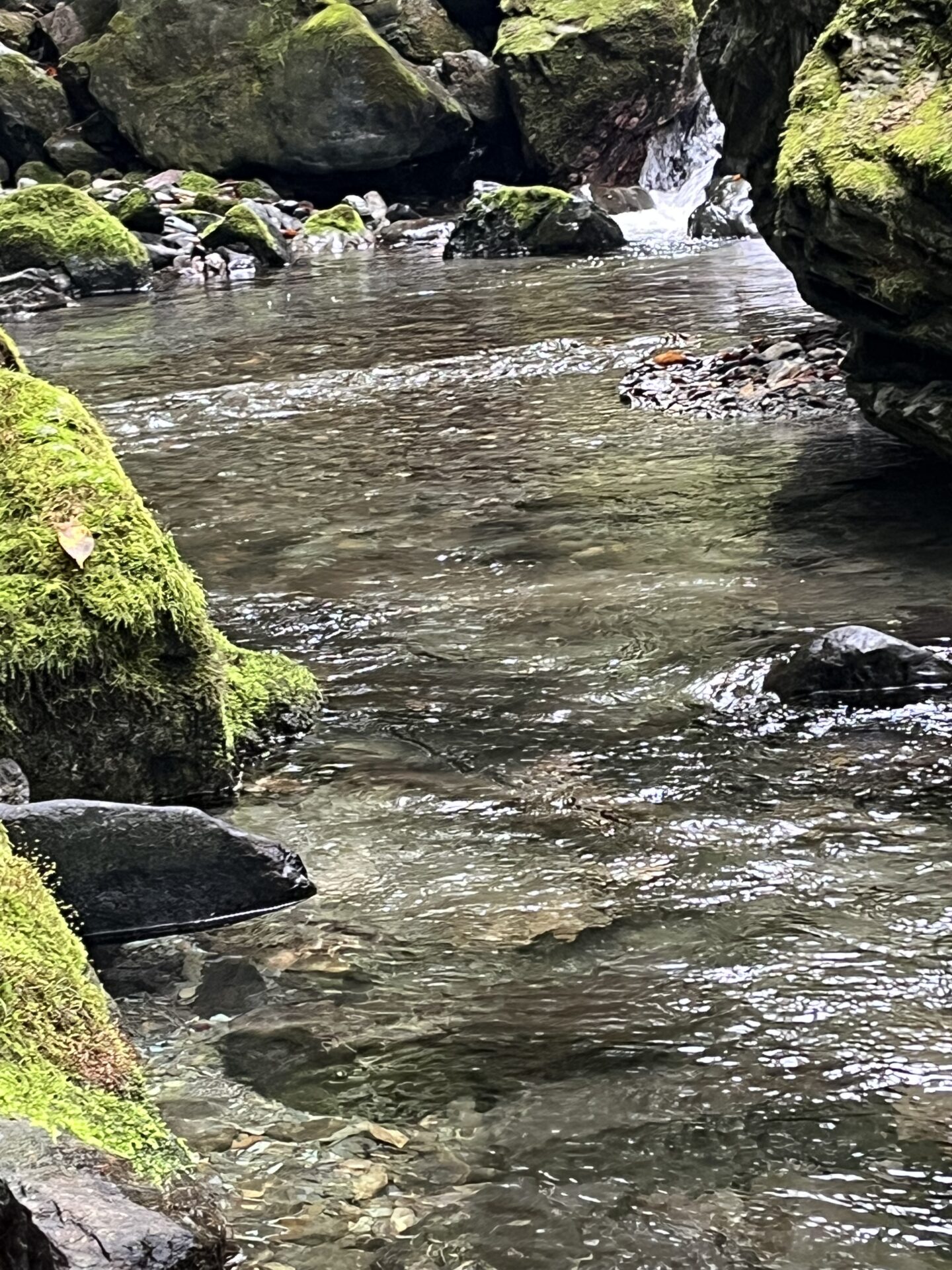 【山女魚の隠れ家。岩魚の隠れ家。】赤久縄2025.10.15（22）
山女魚
13:37
ポイント
