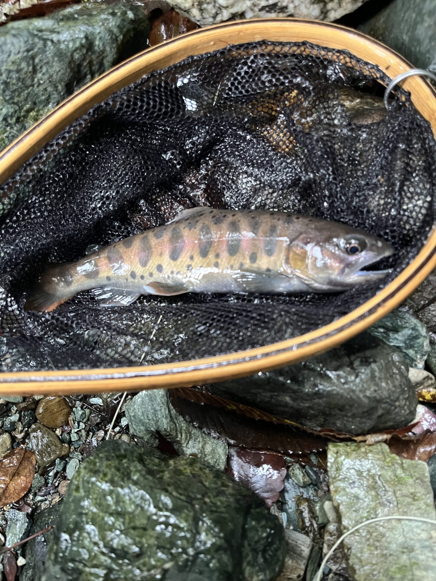 【山女魚の隠れ家。岩魚の隠れ家。】赤久縄2025.10.15（23）
山女魚
13:43