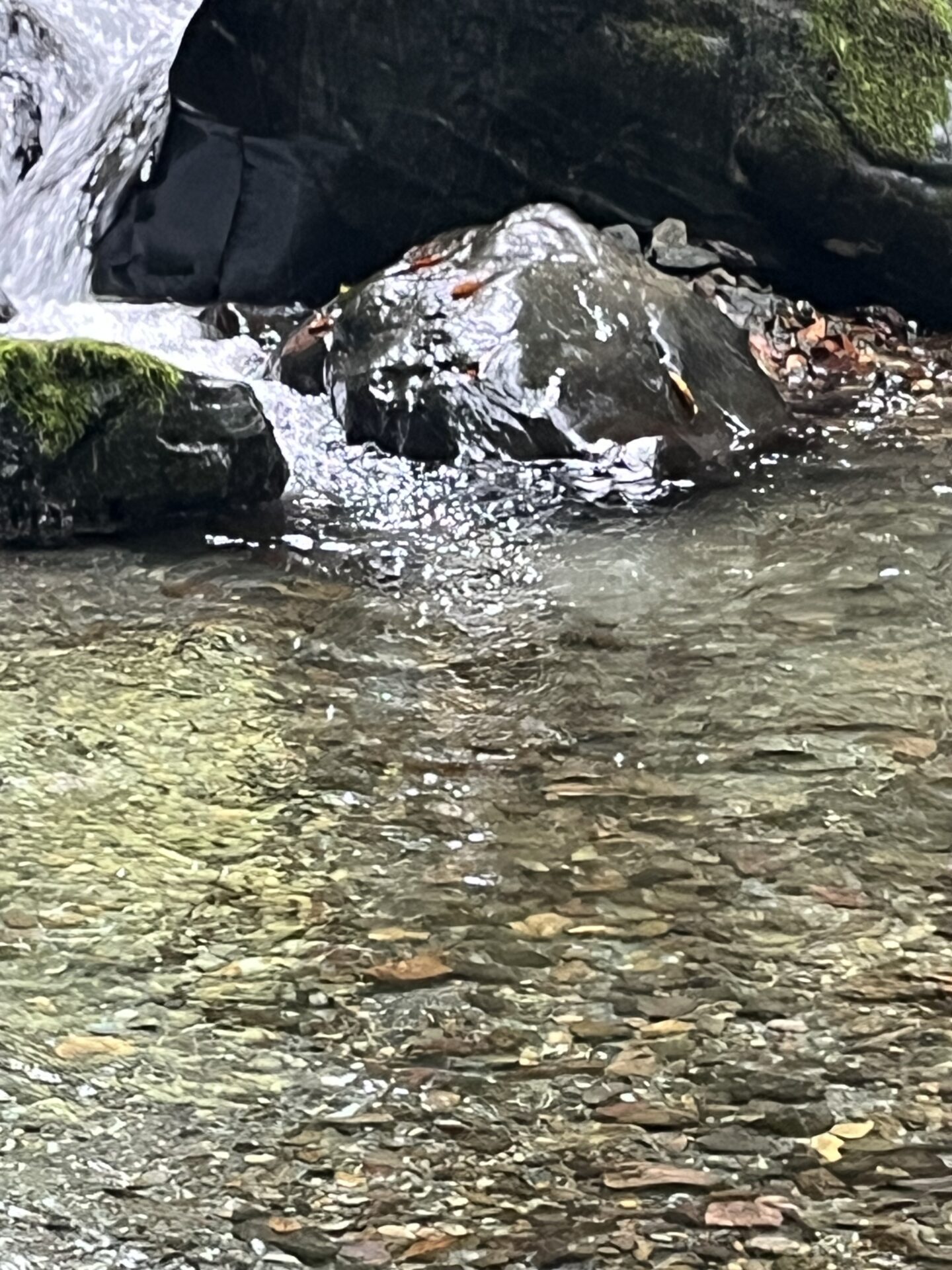 【山女魚の隠れ家。岩魚の隠れ家。】赤久縄2025.10.15（23）
山女魚
13:43
ポイント