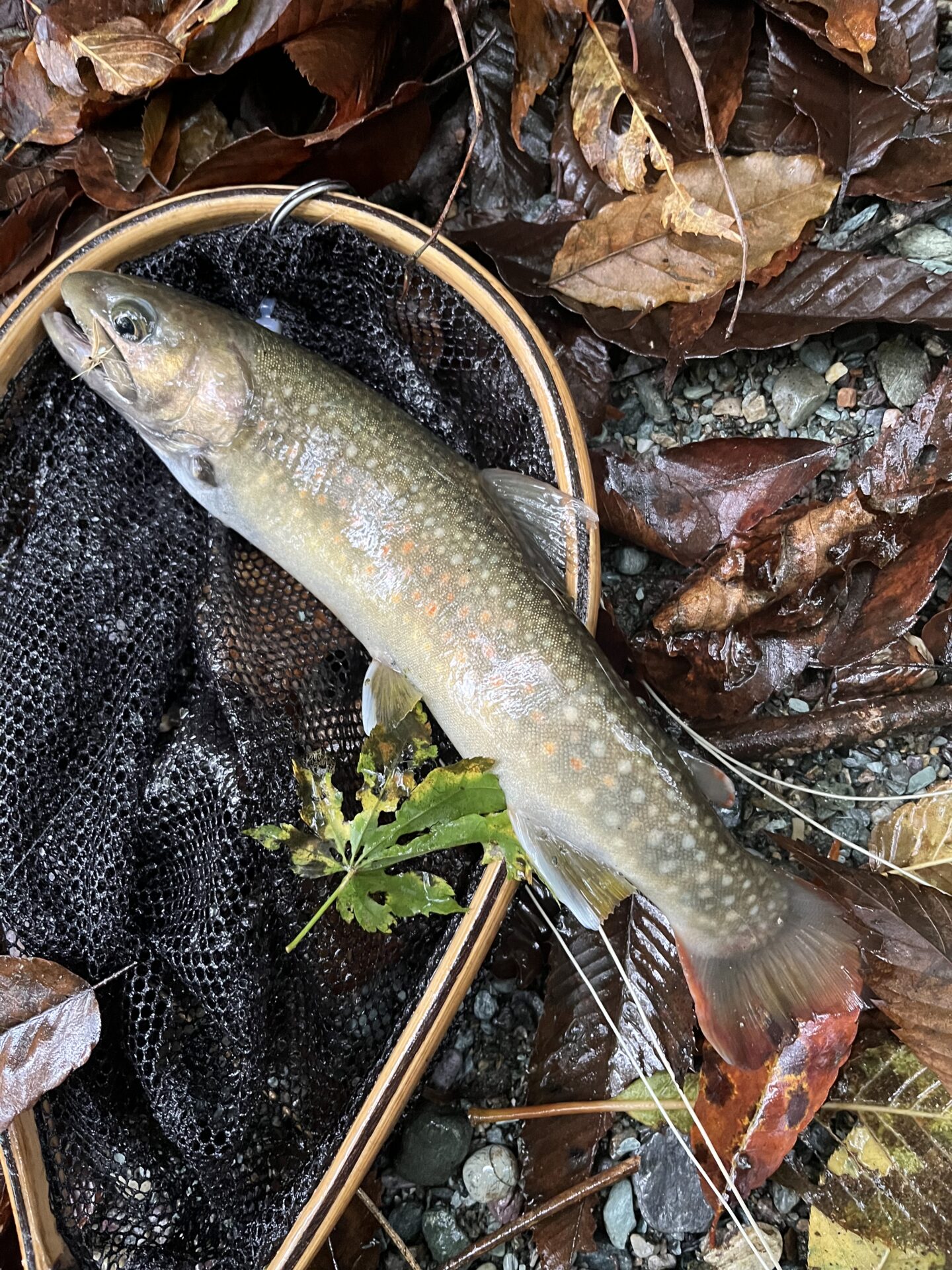 【山女魚の隠れ家。岩魚の隠れ家。】赤久縄2025.10.15（24）
岩魚
14:02