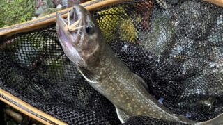 【釣果33匹山女魚17岩魚11鱒5】赤久縄2025.10.15 