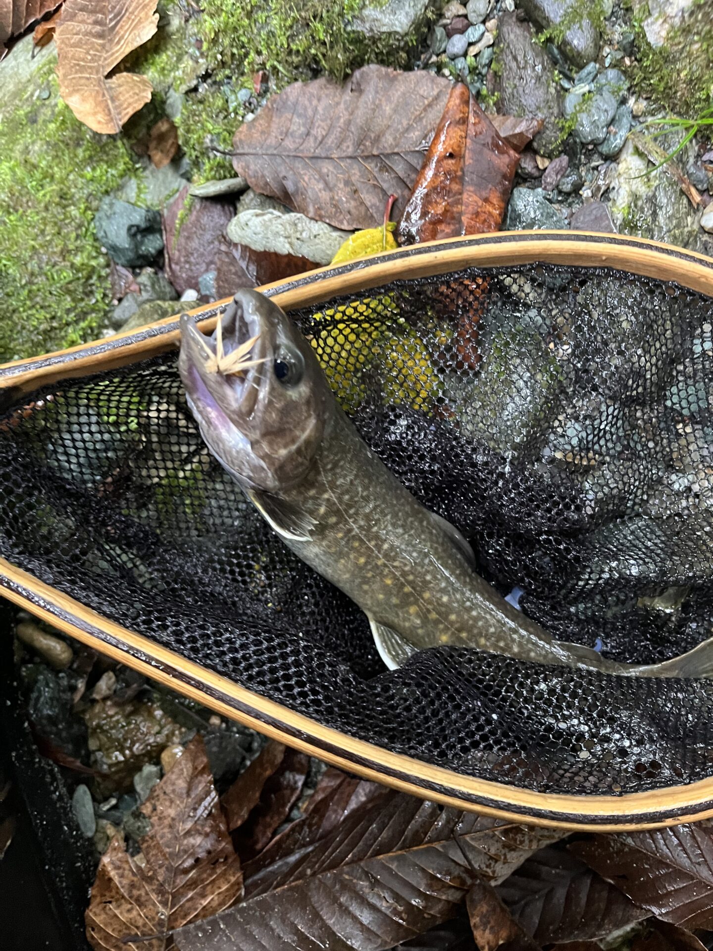 【山女魚の隠れ家。岩魚の隠れ家。】赤久縄2025.10.15（25）
岩魚
14:12