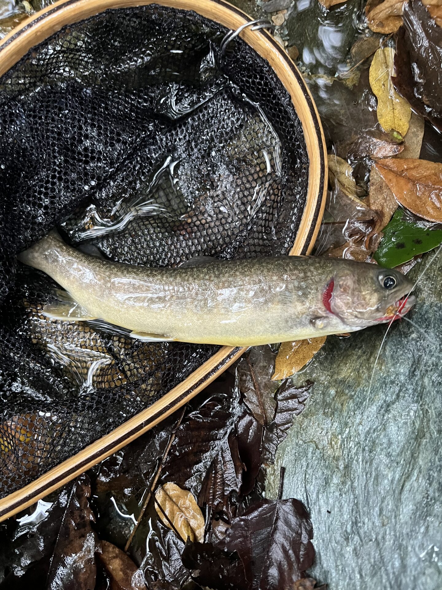 【山女魚の隠れ家。岩魚の隠れ家。】赤久縄2025.10.15（26）
岩魚
14:27