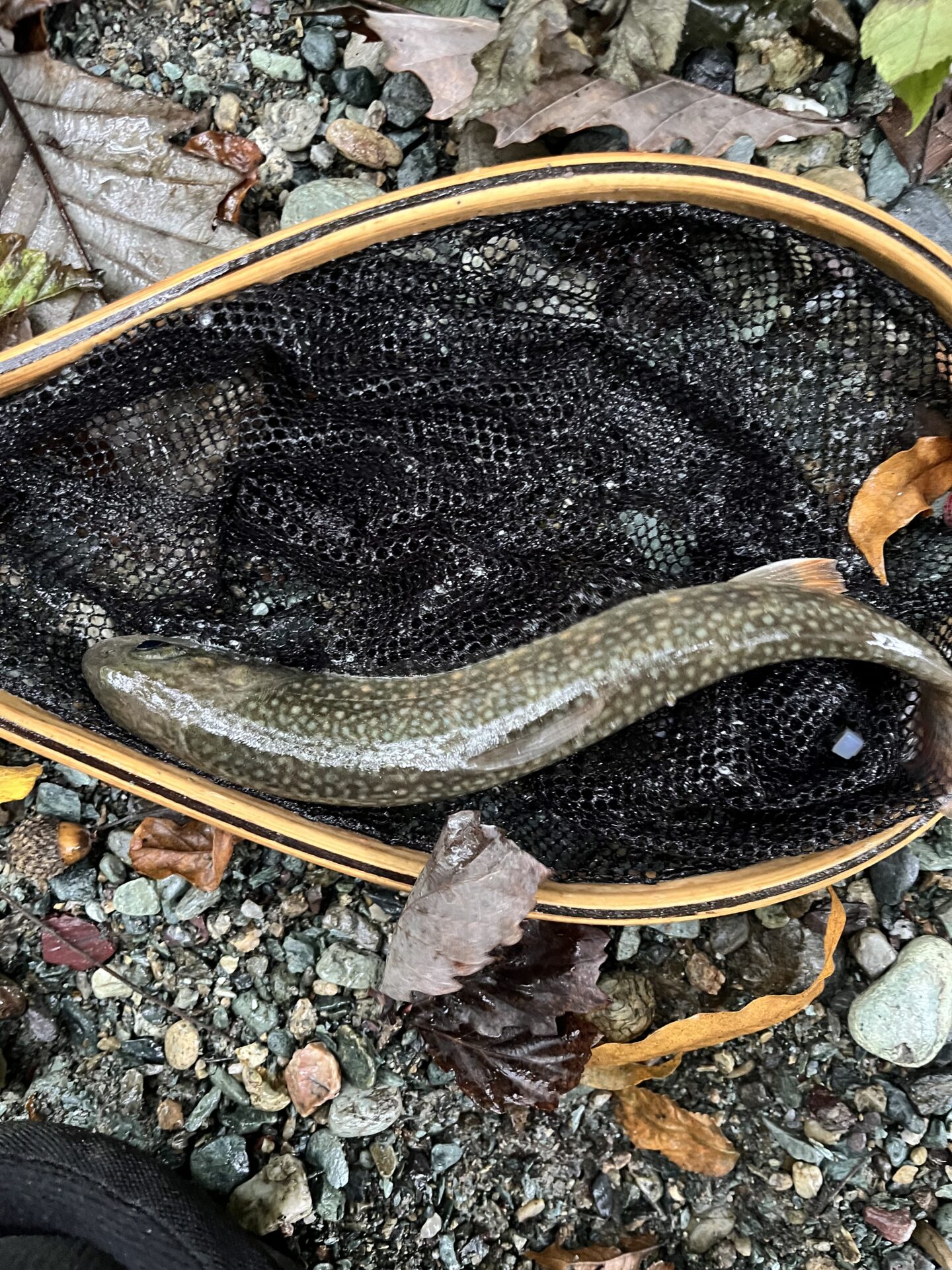 【山女魚の隠れ家。岩魚の隠れ家。】赤久縄2025.10.15（27）
岩魚
14:35