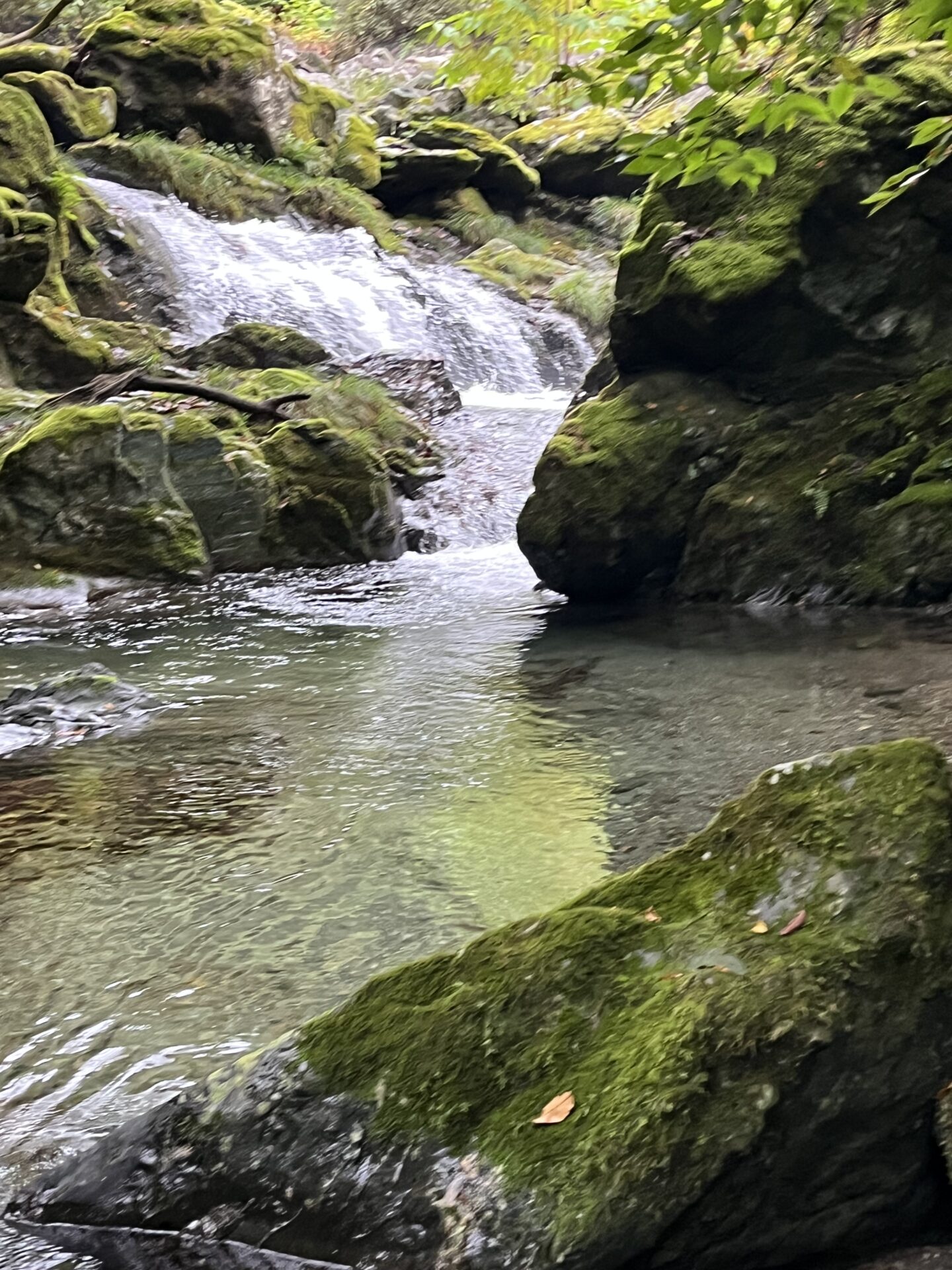 【山女魚の隠れ家。岩魚の隠れ家。】赤久縄2025.10.15（27）
岩魚
14:35
ポイント