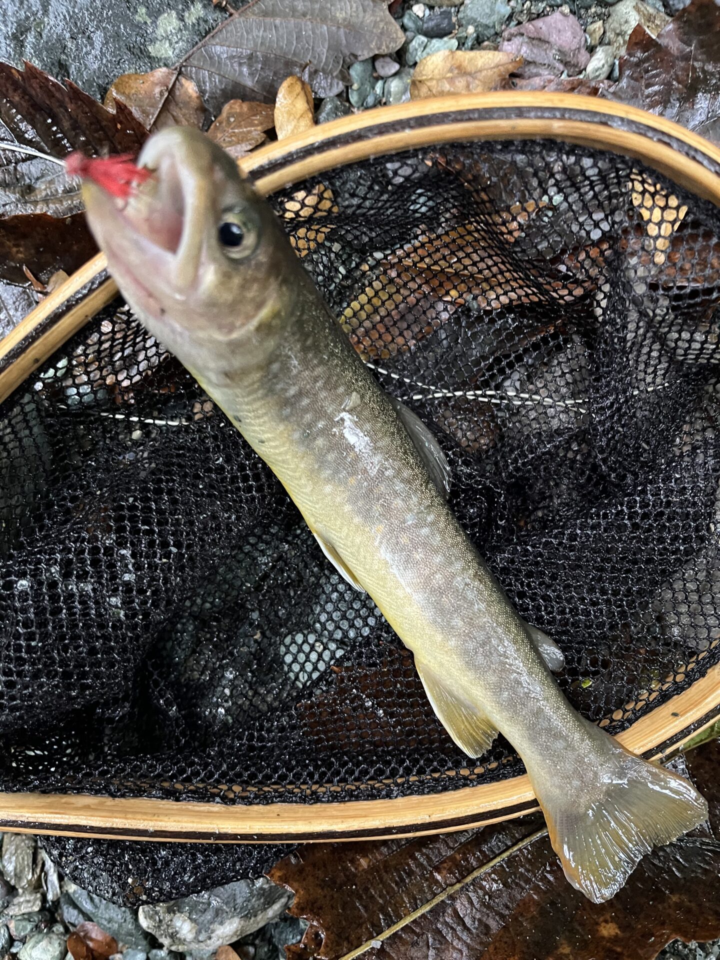 【山女魚の隠れ家。岩魚の隠れ家。】赤久縄2025.10.15（28）
岩魚
14:38
