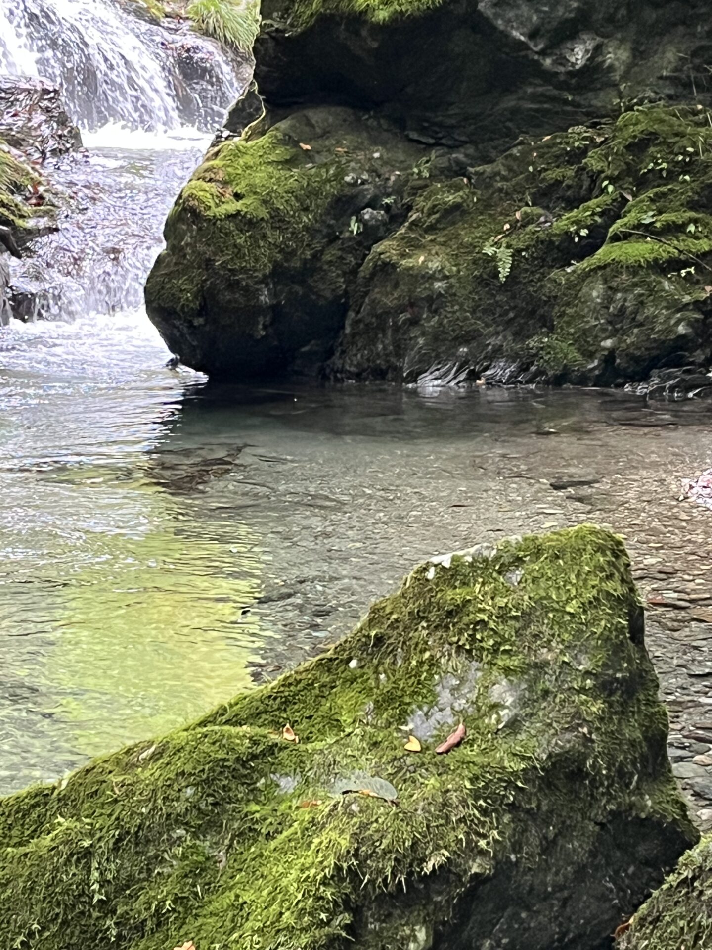 【山女魚の隠れ家。岩魚の隠れ家。】赤久縄2025.10.15（28）
岩魚
14:38
ポイント
