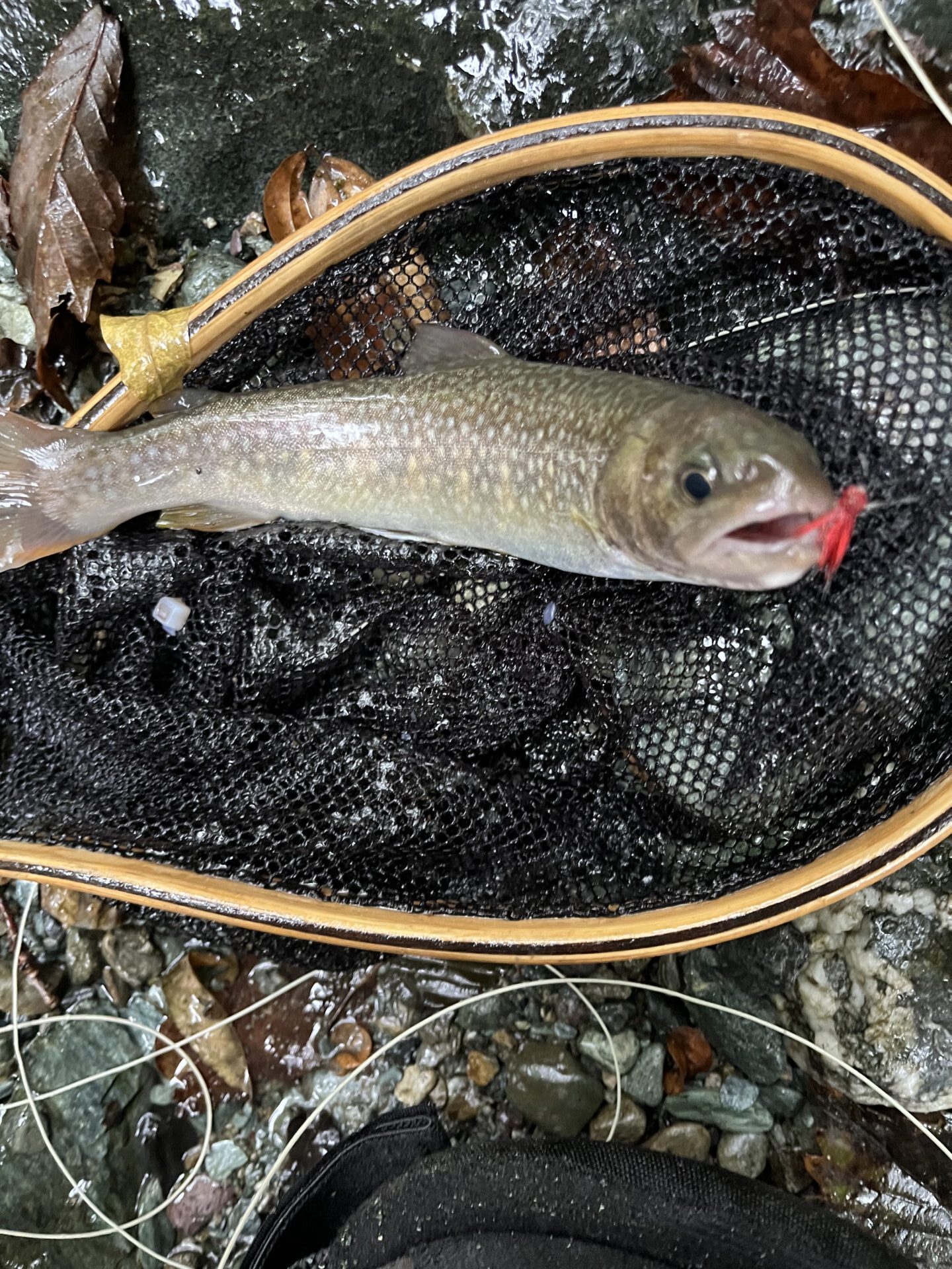 【山女魚の隠れ家。岩魚の隠れ家。】赤久縄2025.10.15（29）
岩魚
14:41
