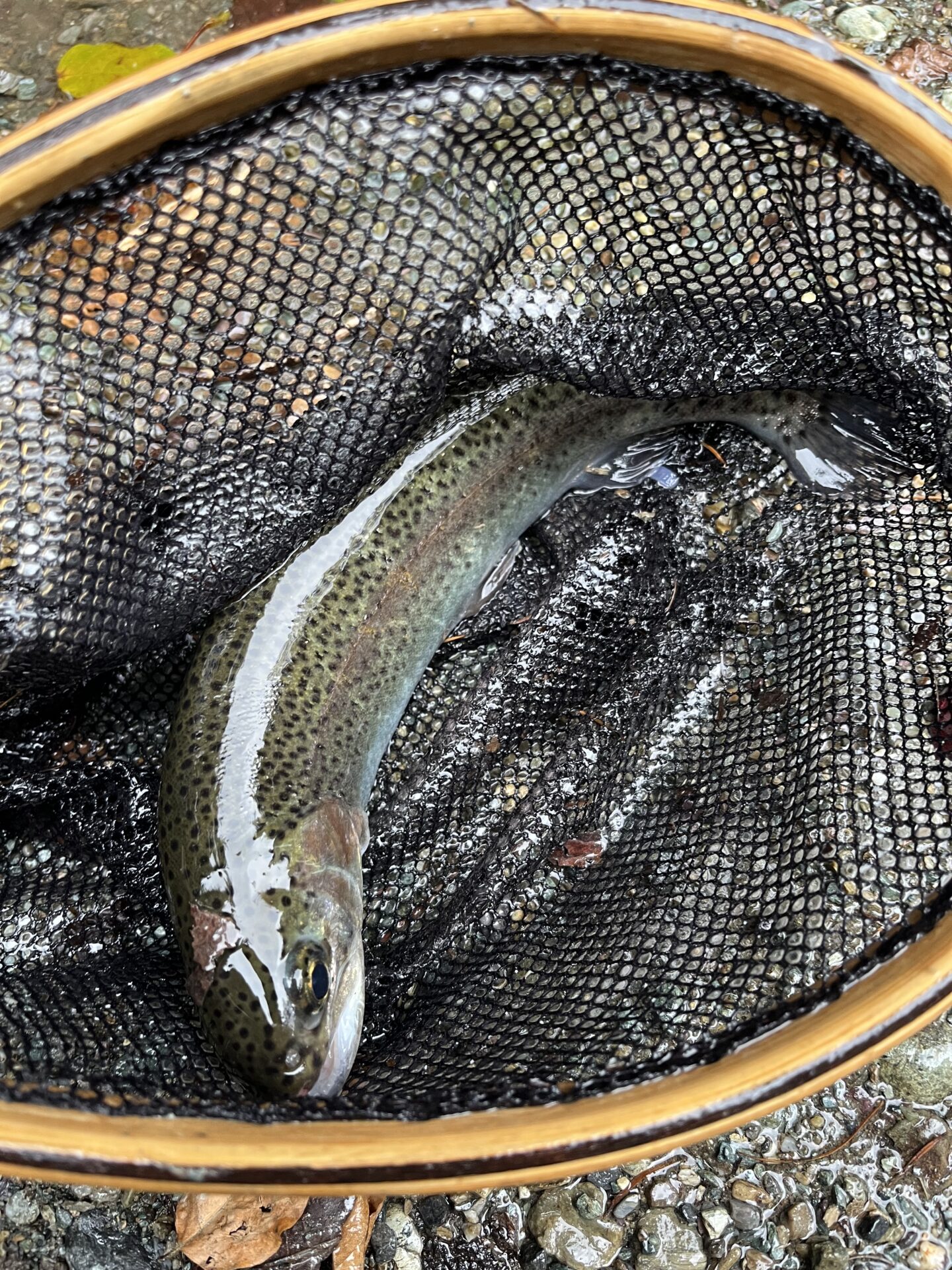 【山女魚の隠れ家。岩魚の隠れ家。】赤久縄2025.10.15（30）
ニジマス
15:35
