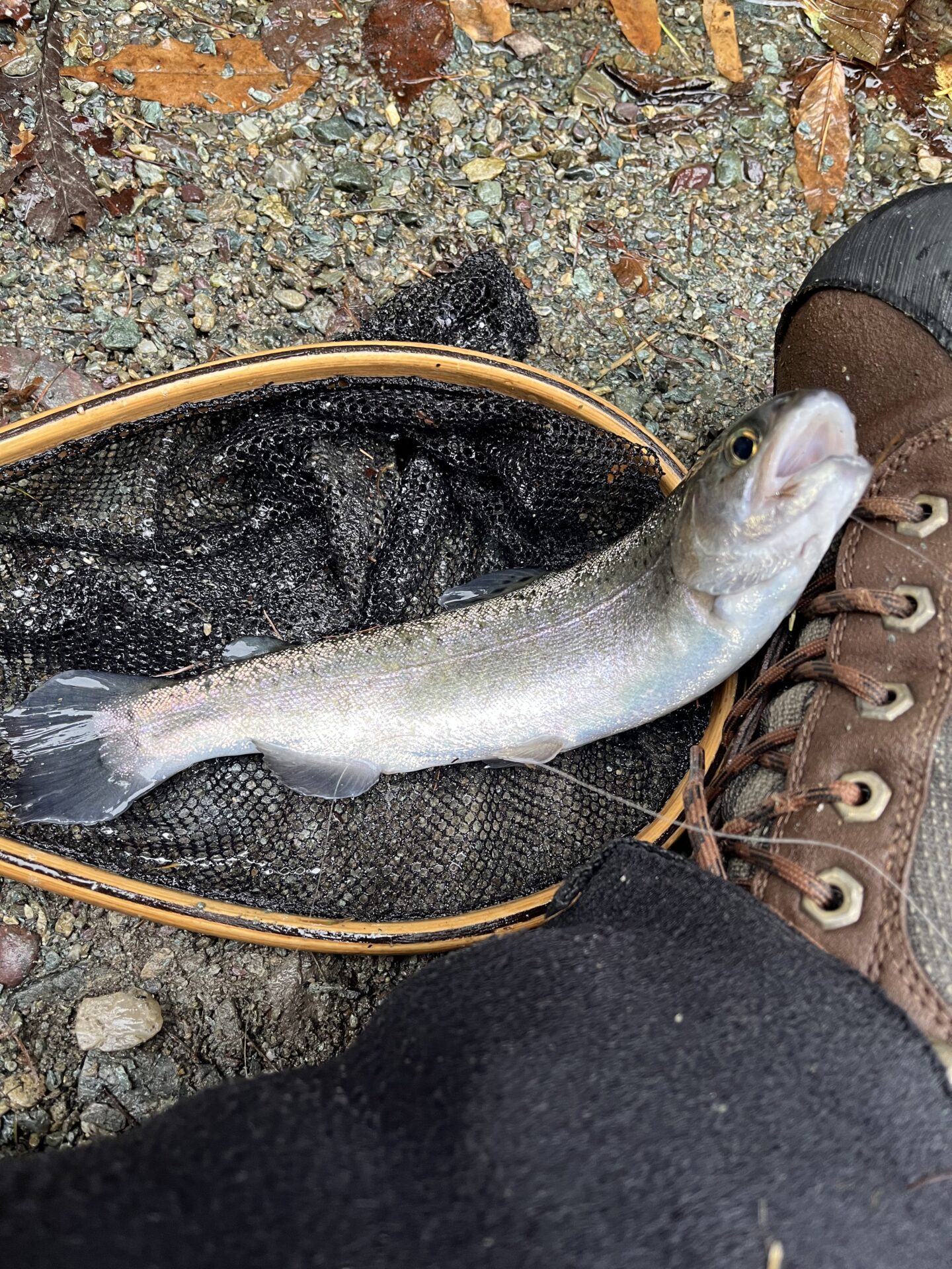 【山女魚の隠れ家。岩魚の隠れ家。】赤久縄2025.10.15（31）
ニジマス
15:48