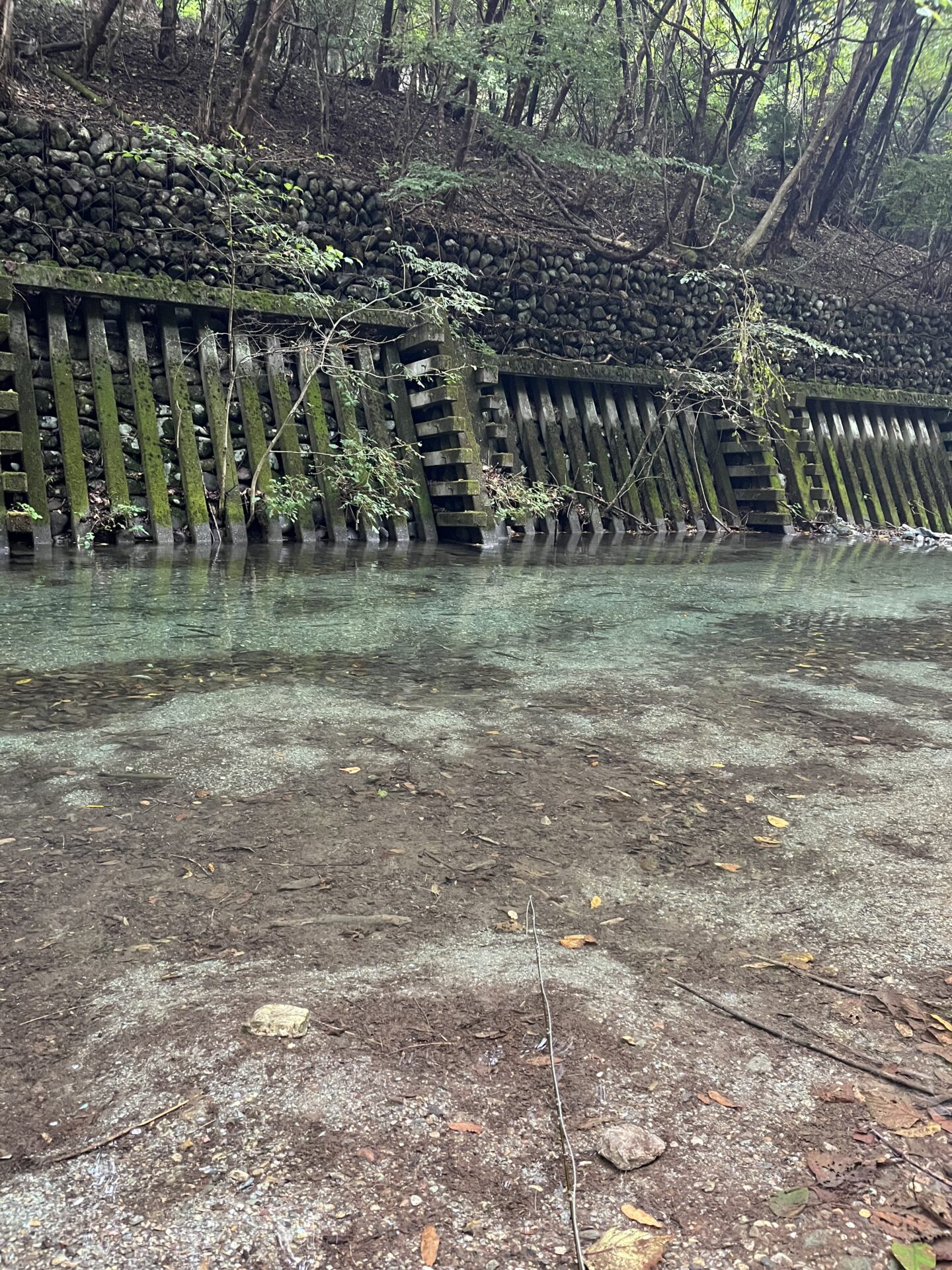 【山女魚の隠れ家。岩魚の隠れ家。】赤久縄2025.10.15（31）
ニジマス
15:48
ポイント