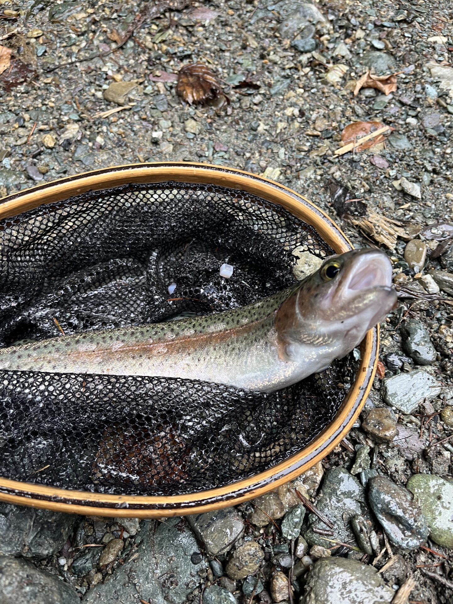 【山女魚の隠れ家。岩魚の隠れ家。】赤久縄2025.10.15（32）
ニジマス
15:54
